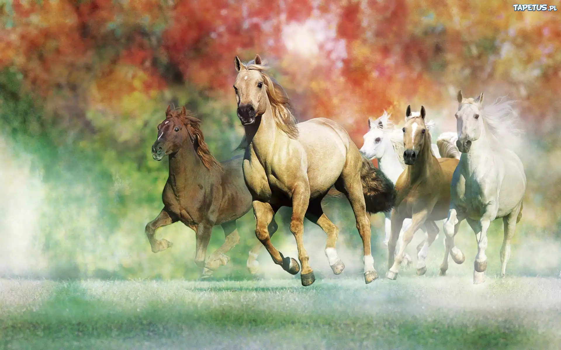 Konie, Galop