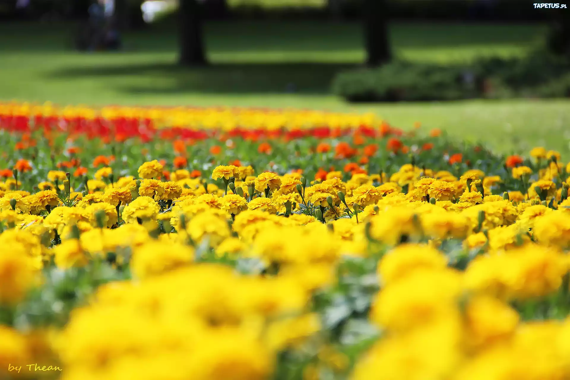 Turki, Aksamitki, Park
