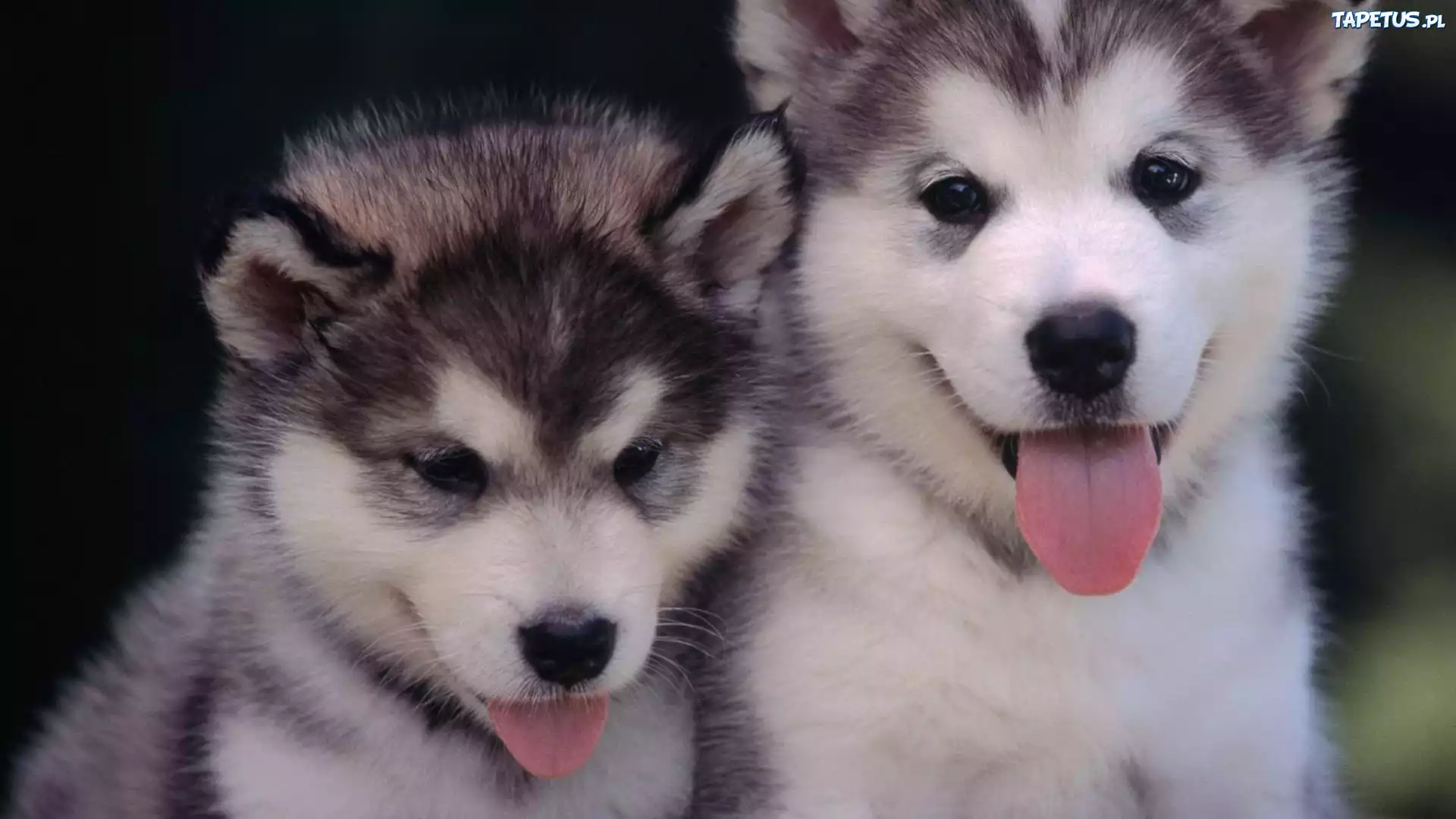 Dwa, Małe, Siberian, Husky, Języczki