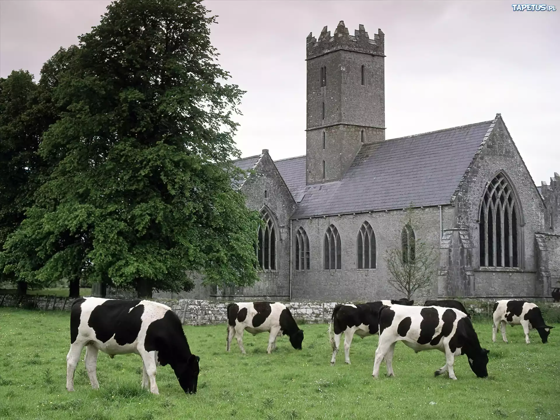 Irlandia, Adare, Krowy, Łąka, Kościół