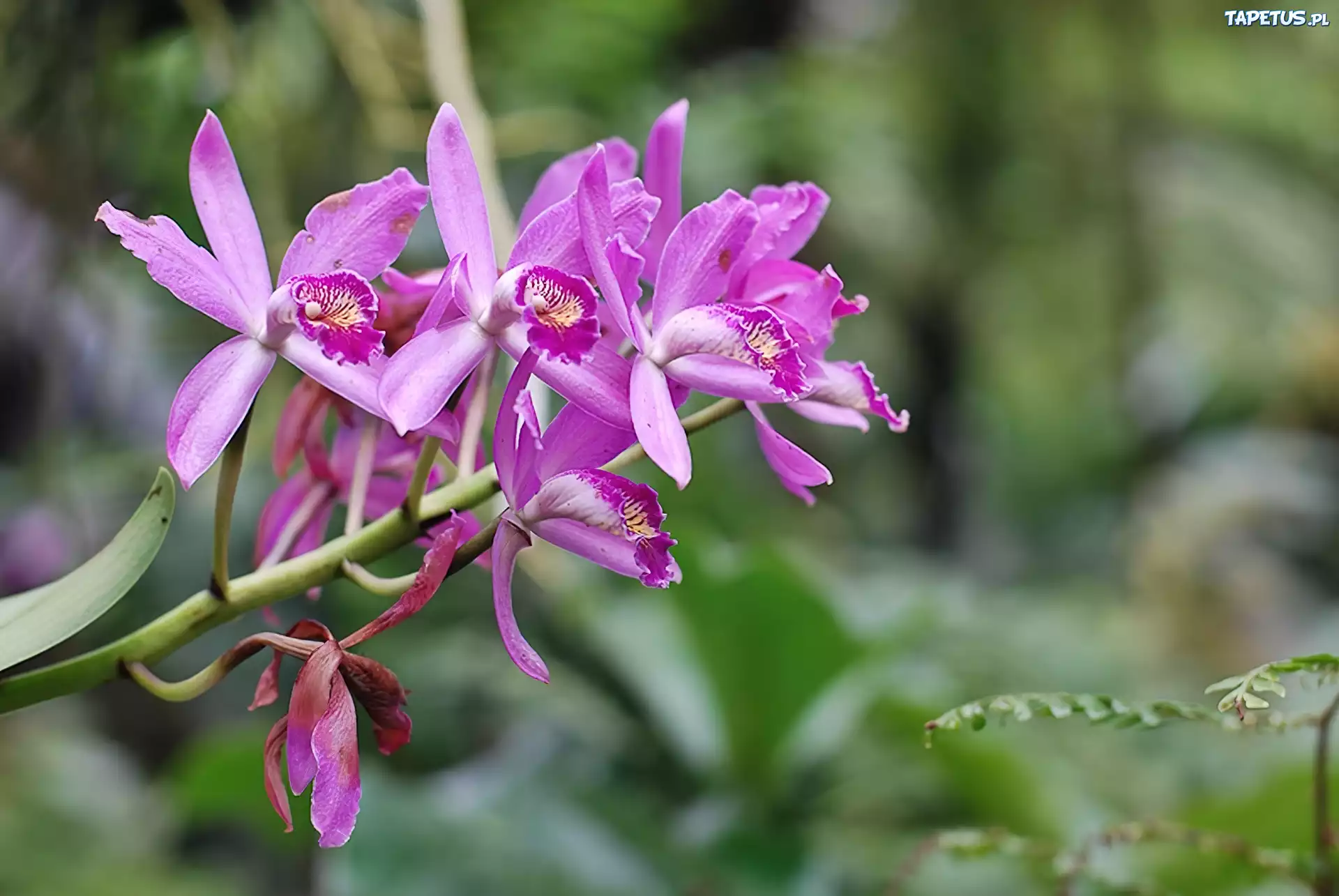 Orchidea