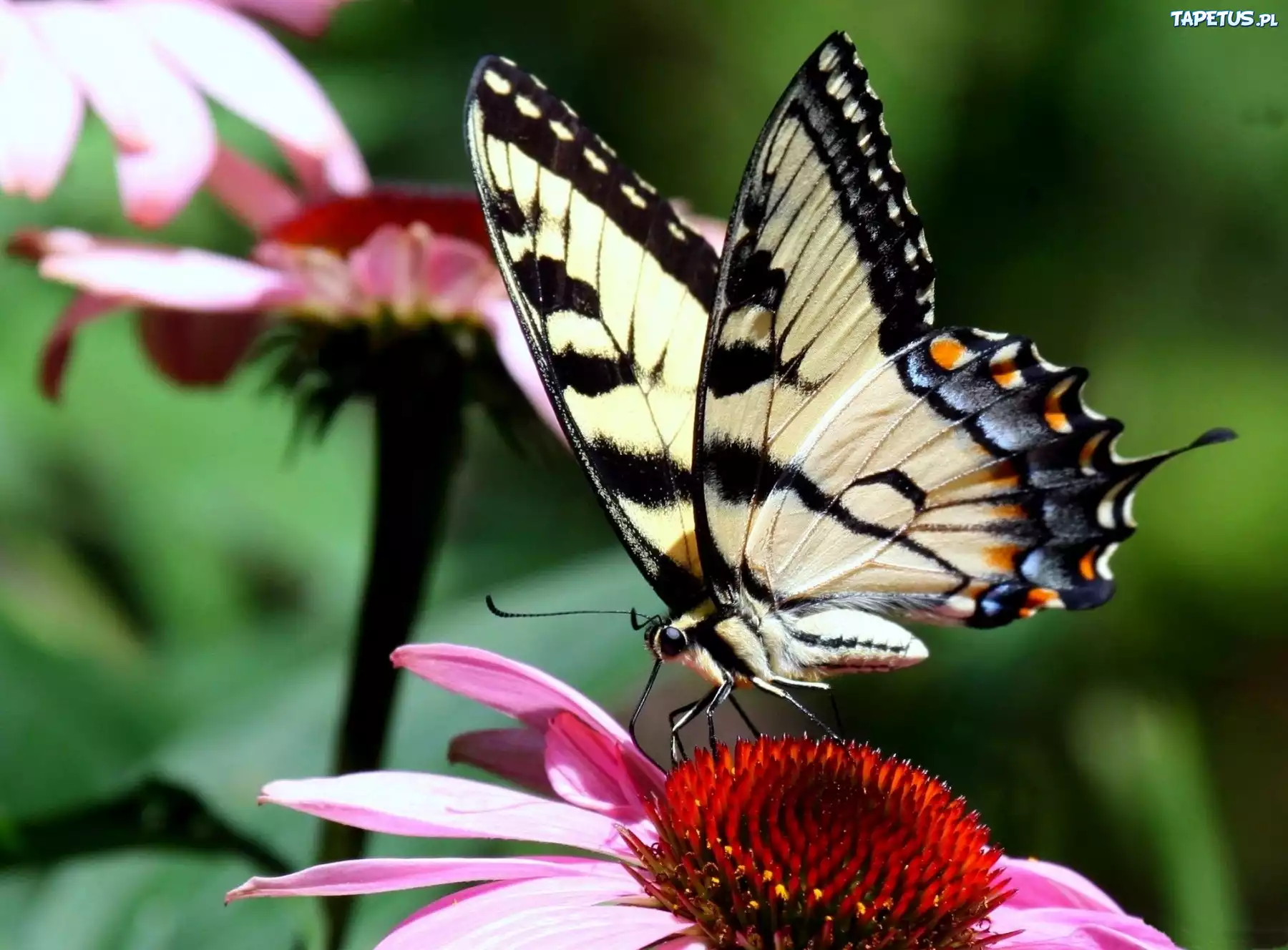 Цветок похож на крылья бабочки. Бабочка. Бабочка на цветке. Экзотическая бабочка на цветке. Бабочка сидит на цветке.