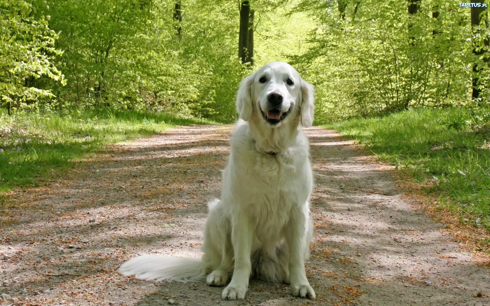 Pies, Las, Droga, Golden Retriever