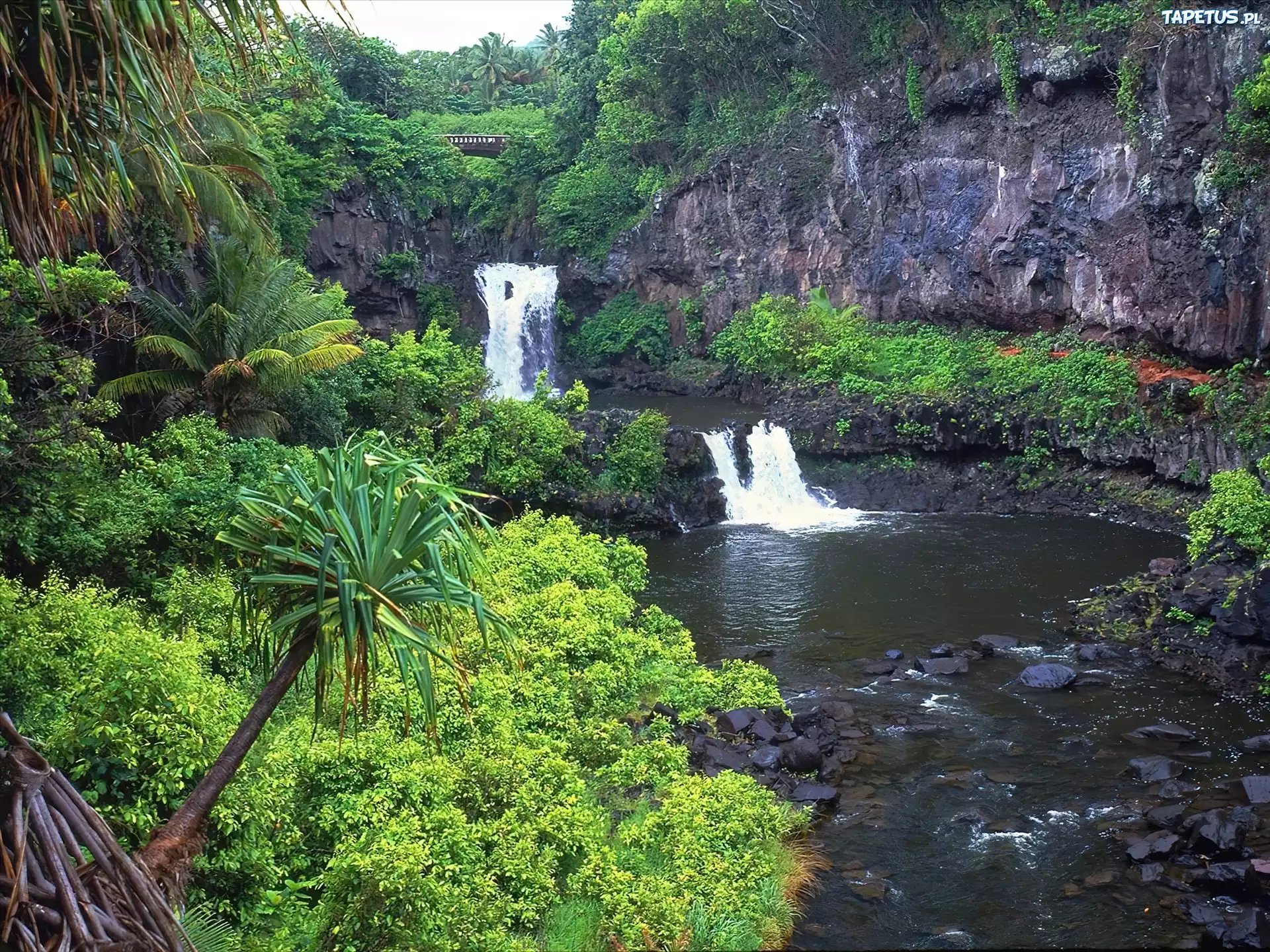 Hawaje, Maui, Baseny, Drzewa, Palmy
