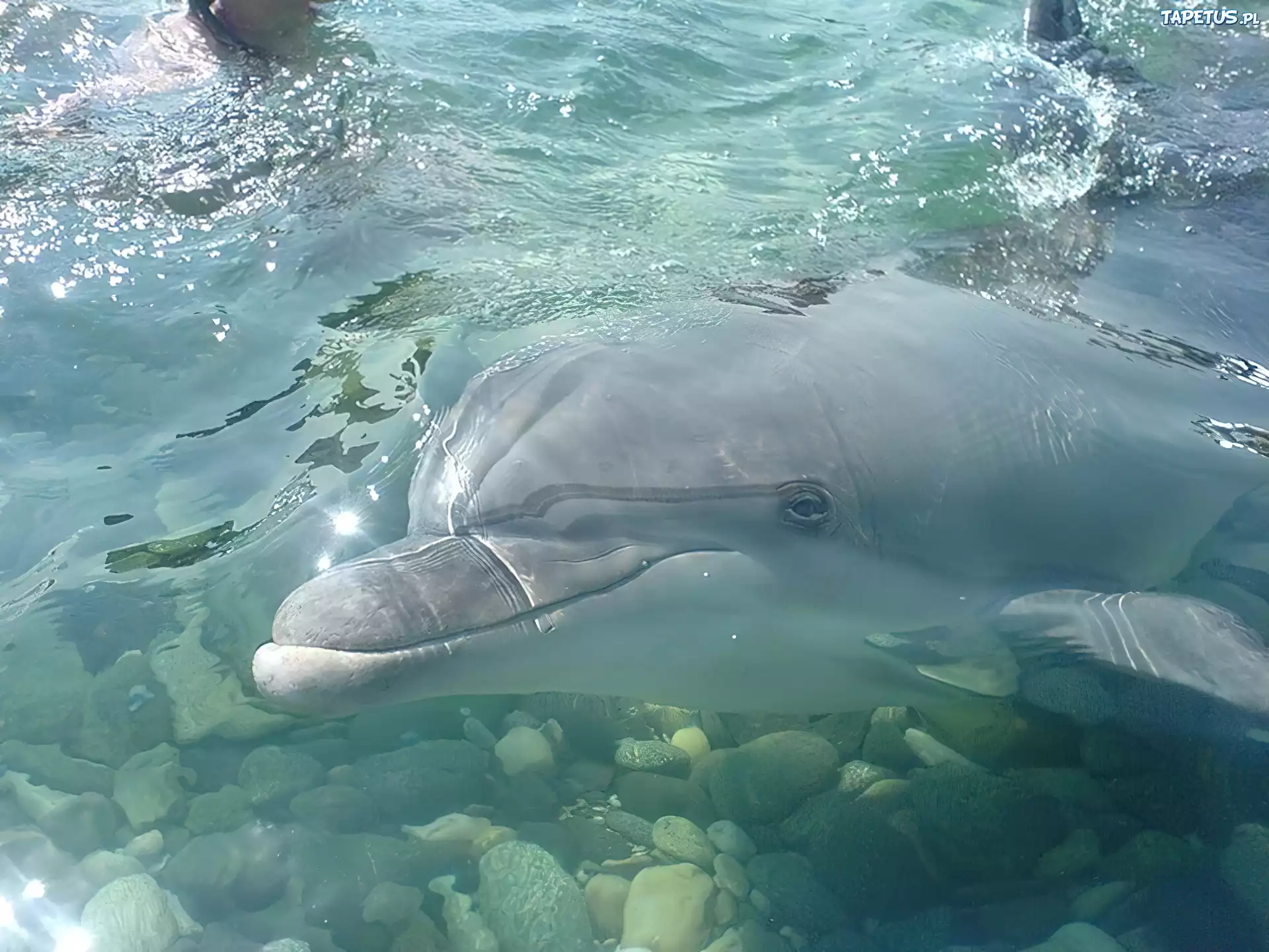 Delfin, Woda, Kamienie