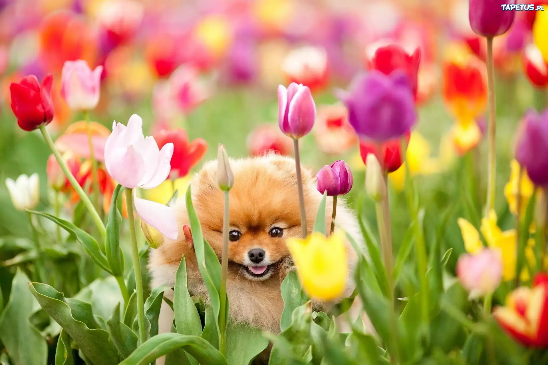 Pies, Kwiaty, Tulipany