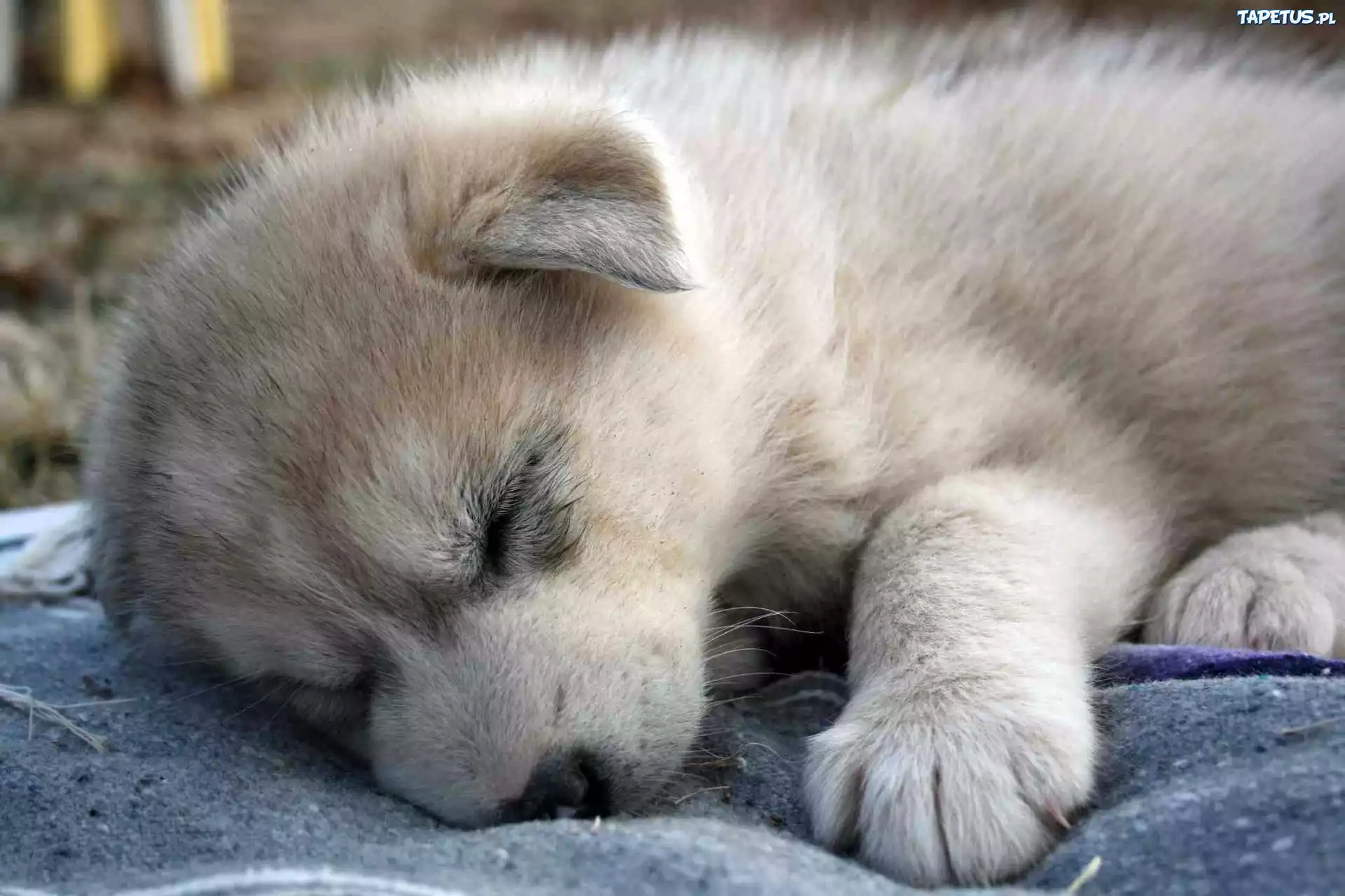 Śpiący, Szczeniaczek, Łapka, Siberian Husky