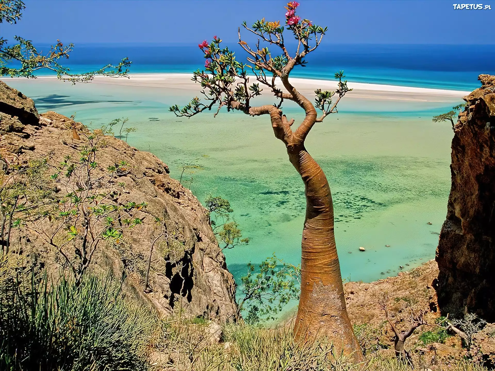 Socotra Island, Jemen, Drzewo, Morze