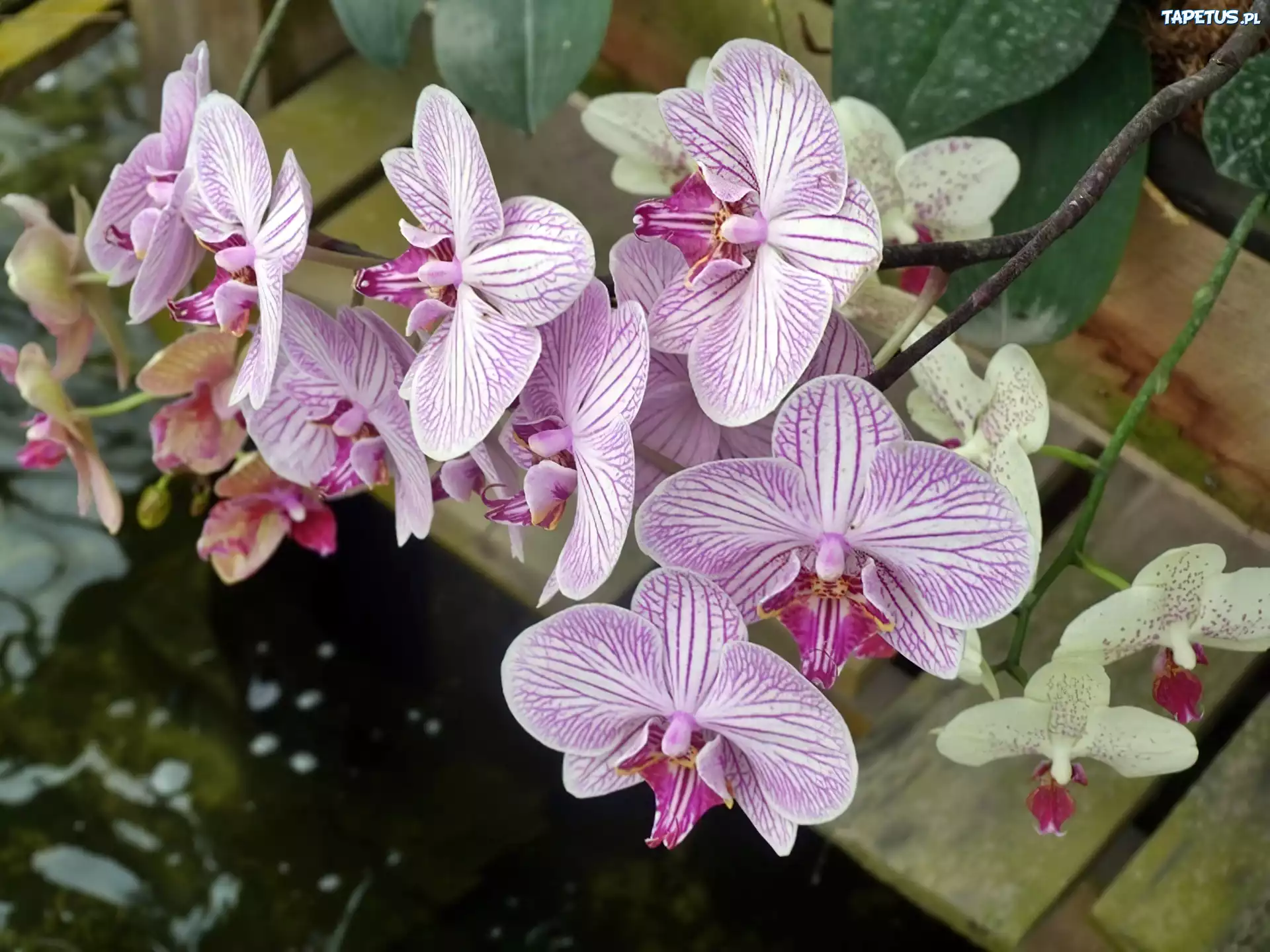 Orchidea, Woda