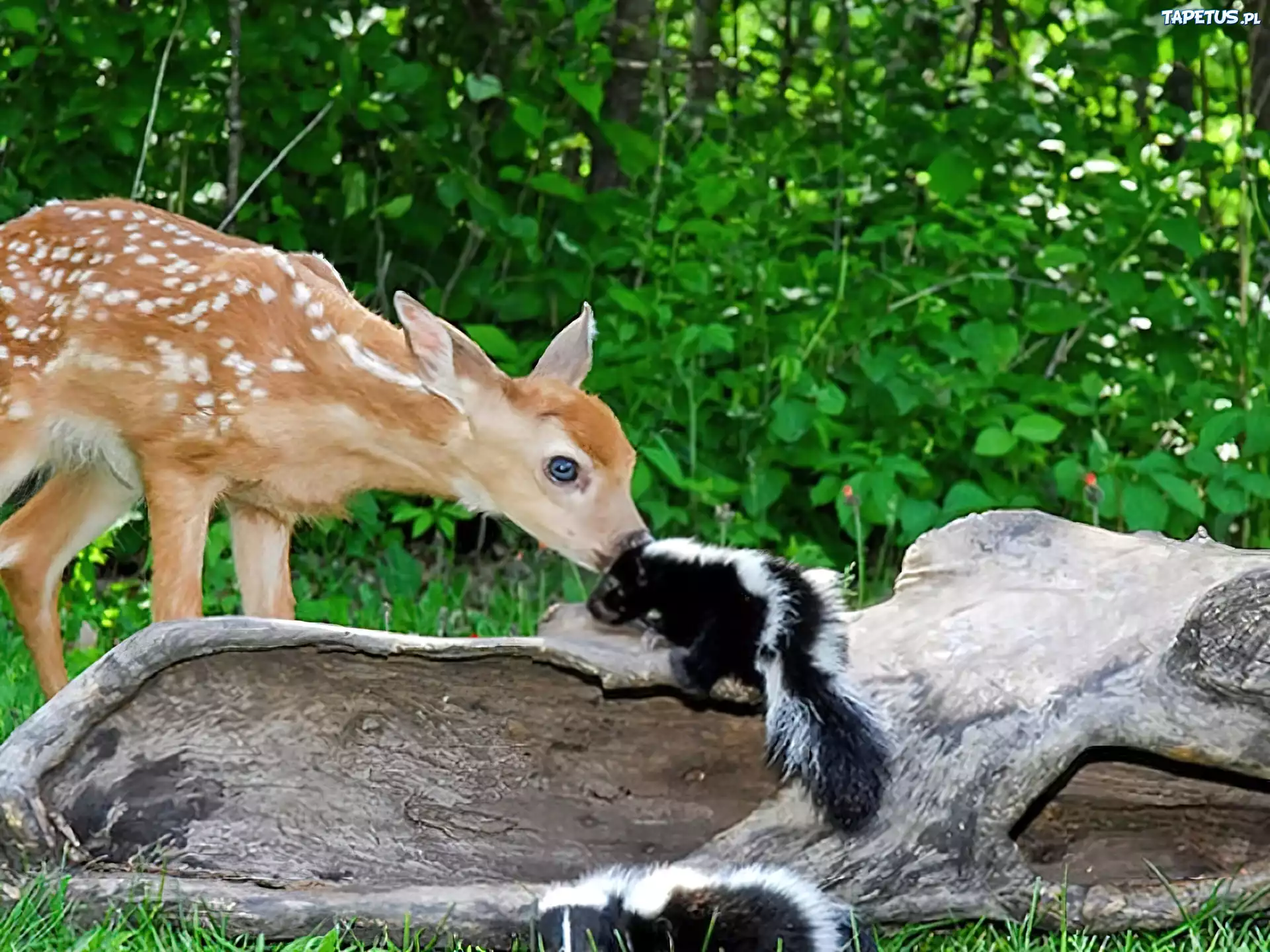 Mała, Sarenka, Skunks
