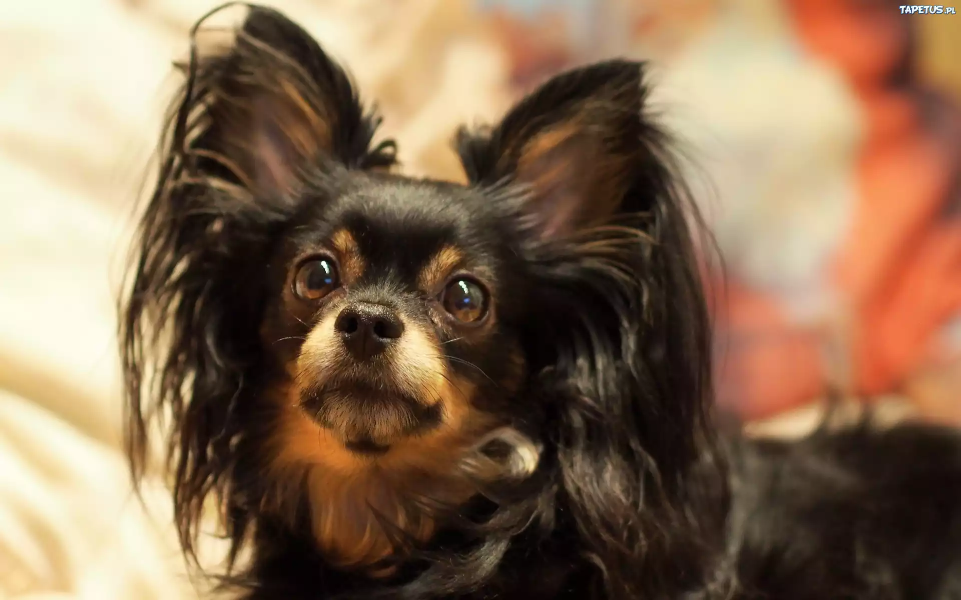 Zapatrzony, Piesek, Postawione, Uszy, Spaniel, Papillon
