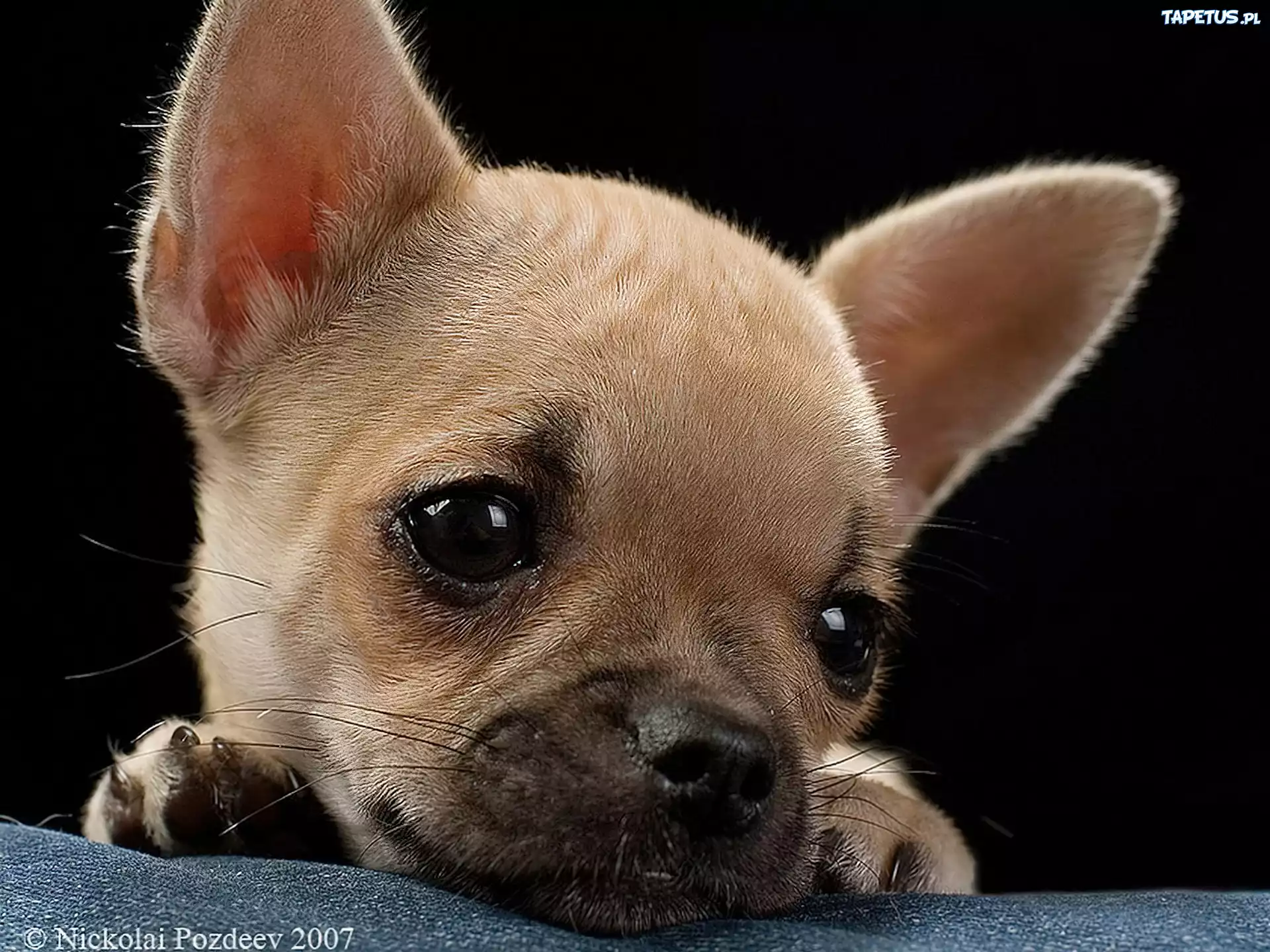Smutna, Mordka, Szczeniaczka, Chihuahua