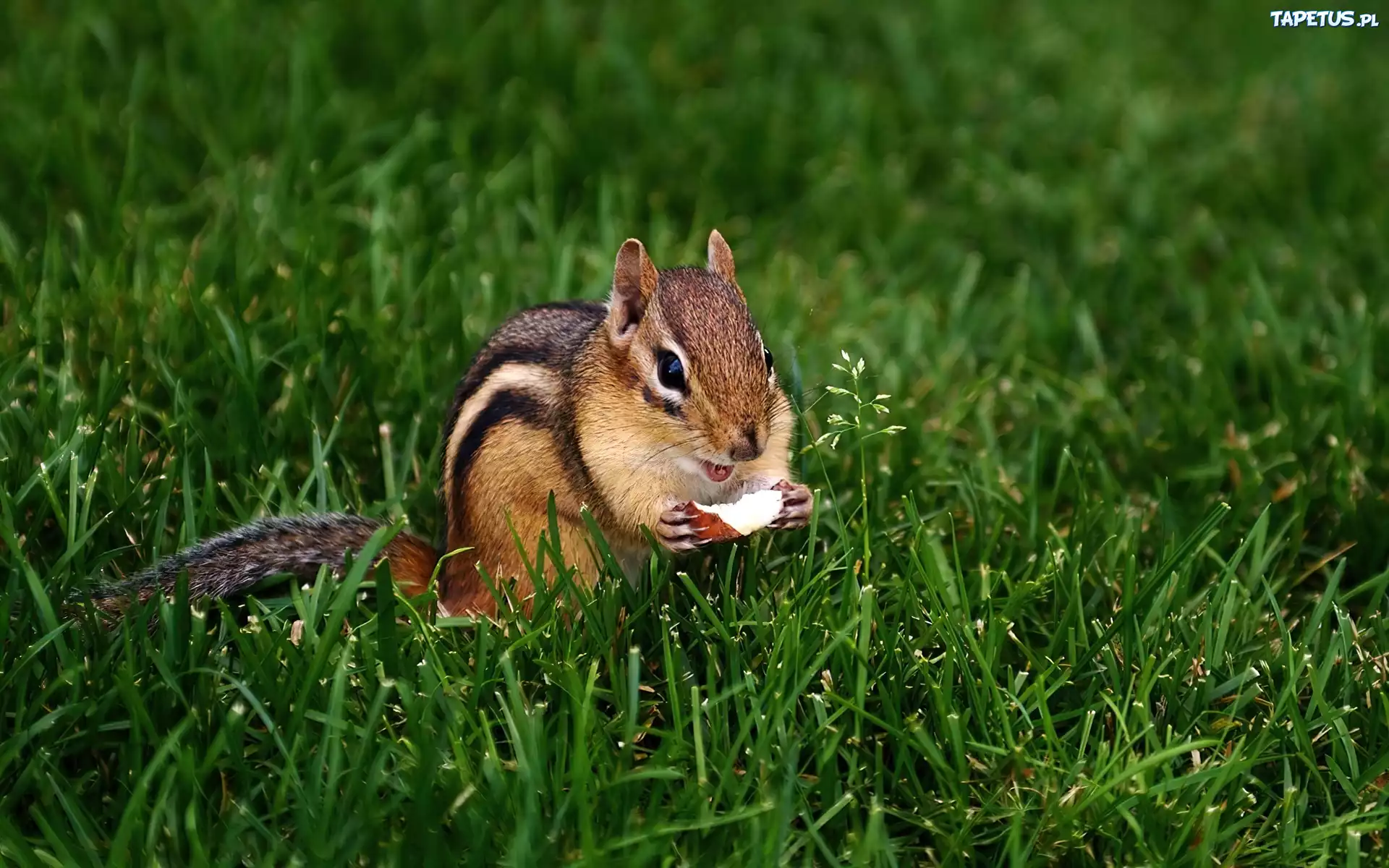 Chipmunk, Jabłuszko, Trawa