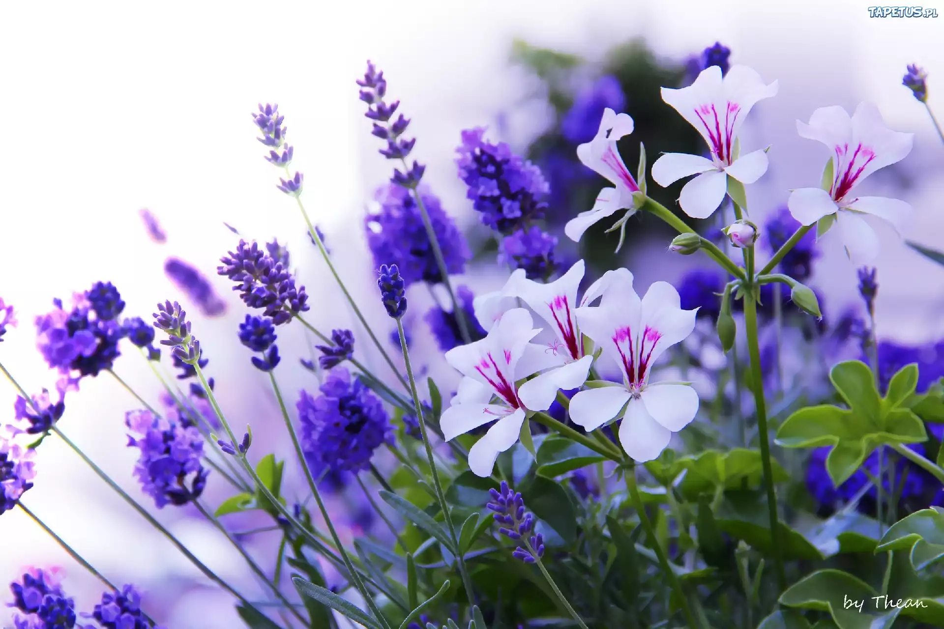 Białe, Pelargonie, Lawenda, Niebieskie, Kwiaty