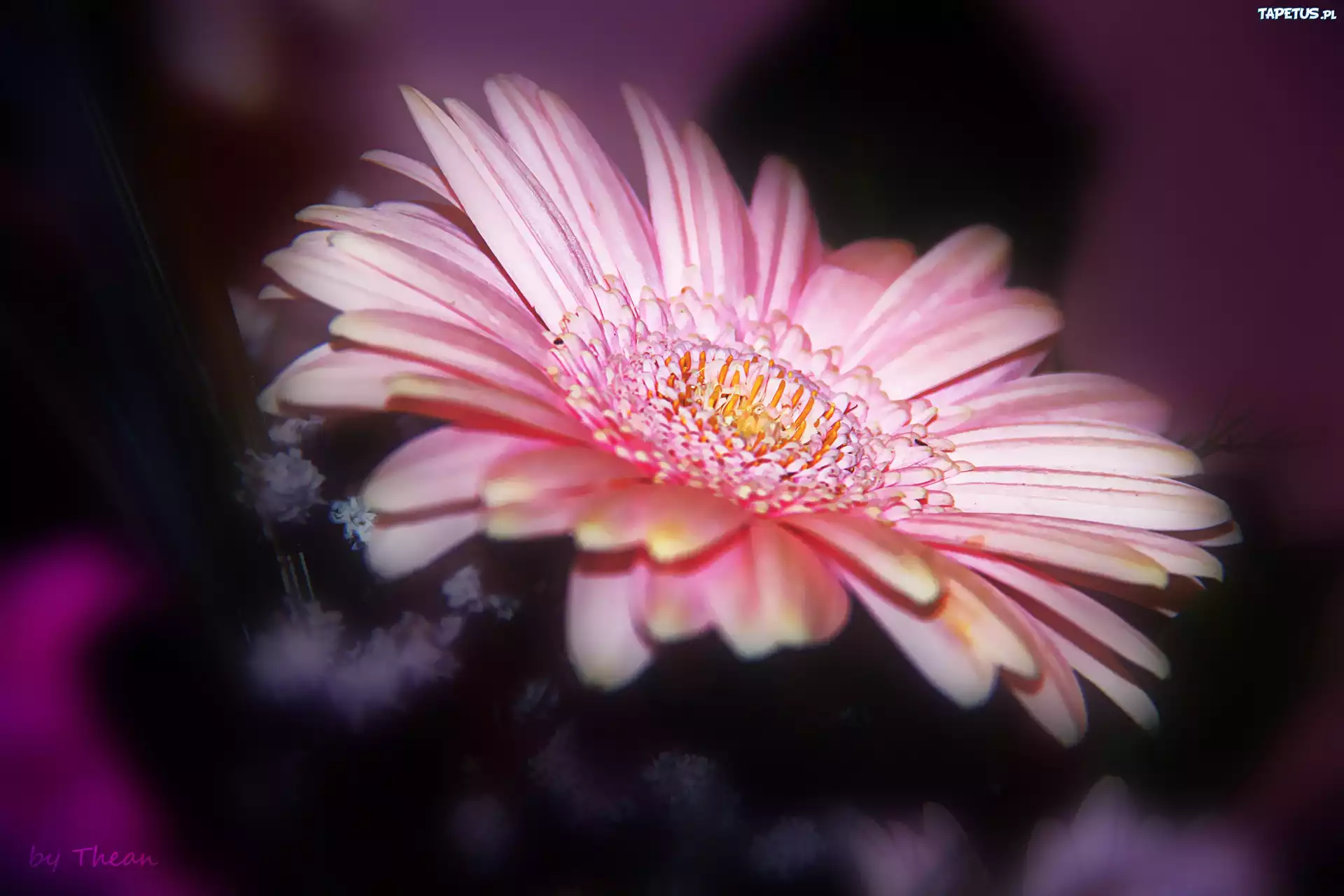 Różowa, Gerbera