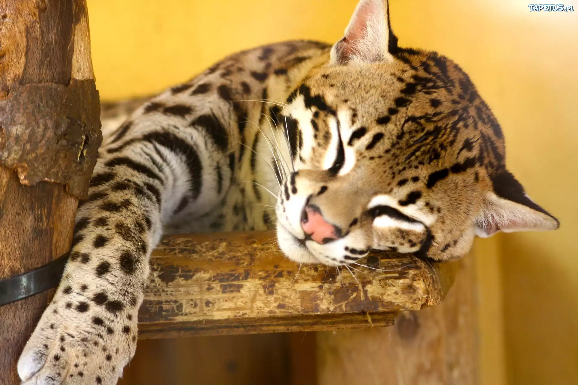 Śpiący, Ocelot