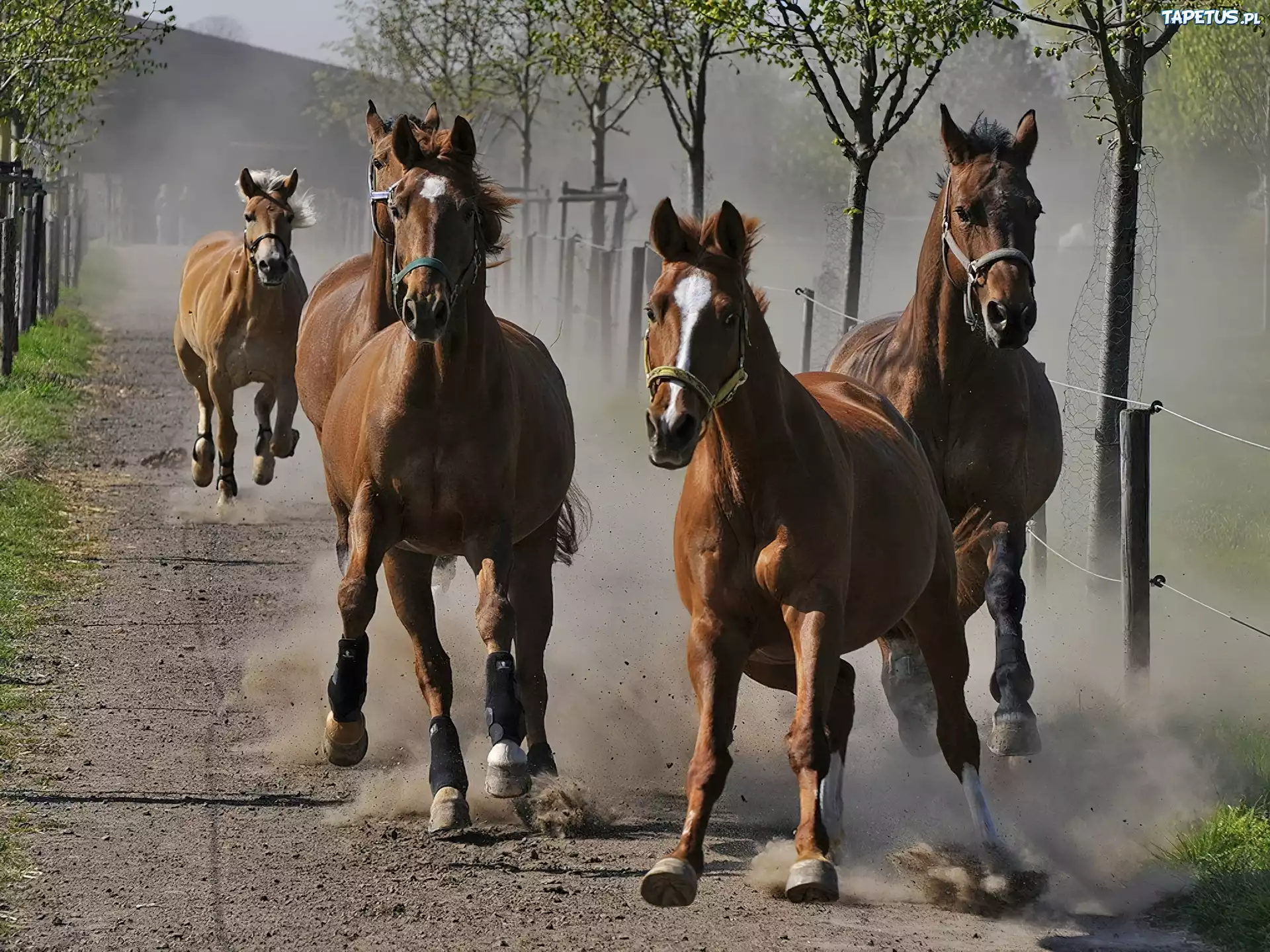 Konie, Galop, Drzewa