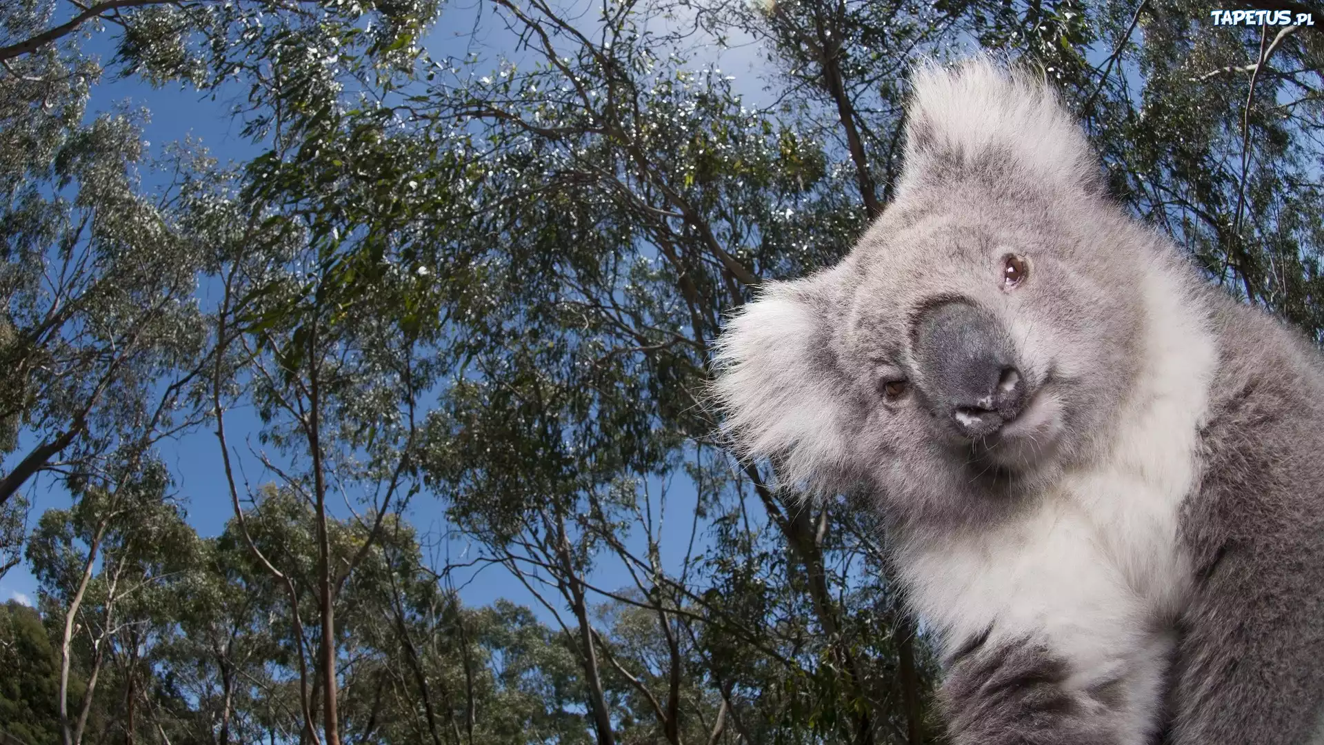 Koala in Eucalyptus Tree, Australia без смс
