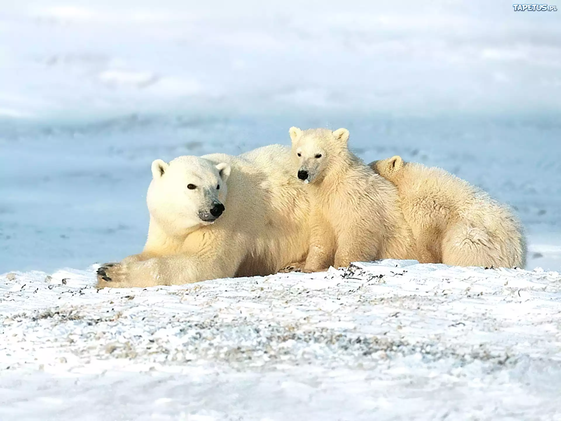 3 полярный мир. Арктические пустыни белый медведь. Белый медведь в Северной Америке. Белый медведь в арктической пустыне. Животные Северной Америки белый медведь.