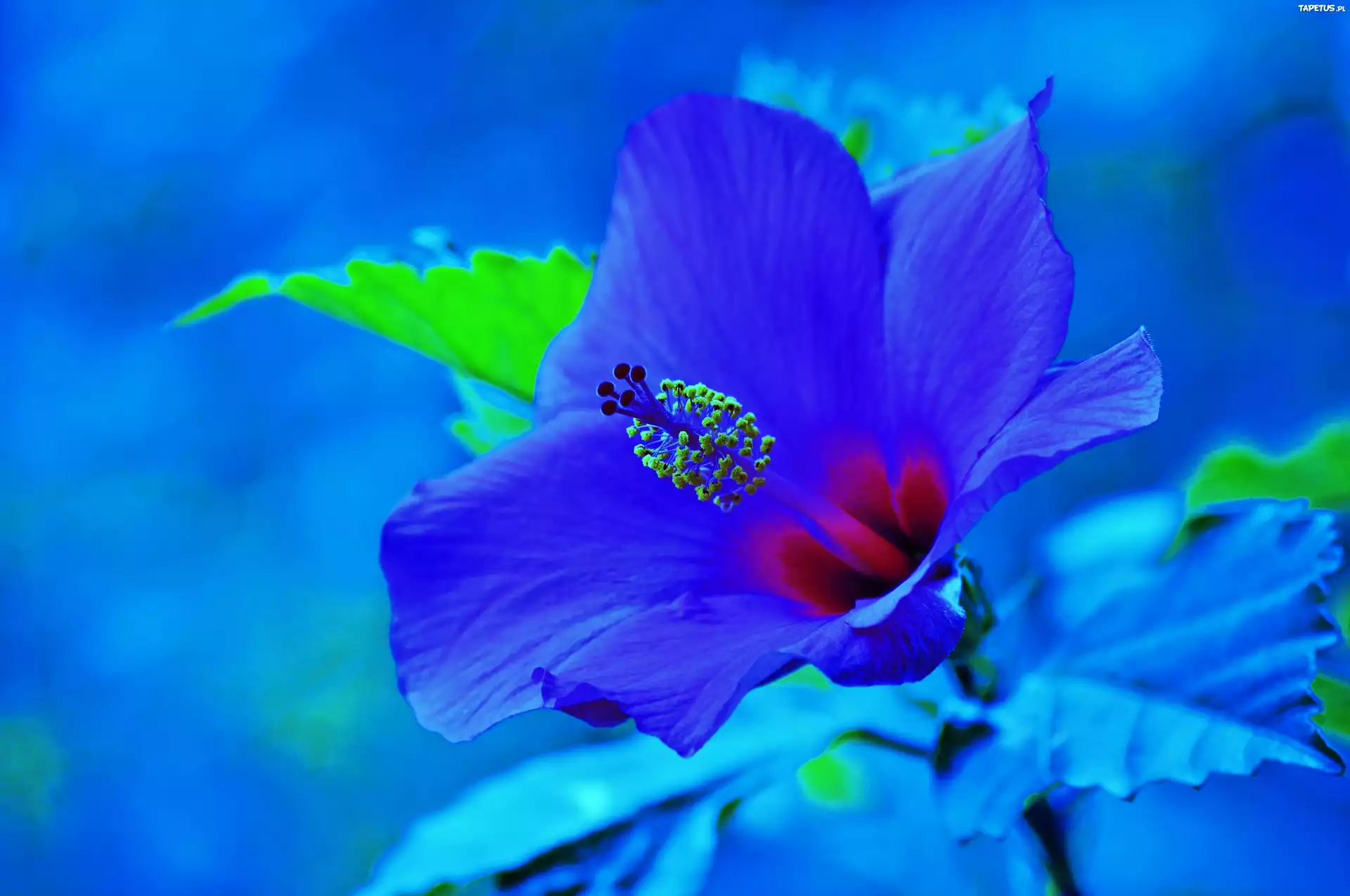 Kwiat, Hibiskus, Błękit