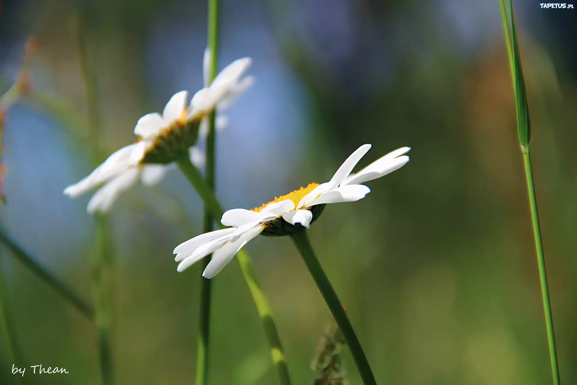 Margerytki, Kwiaty
