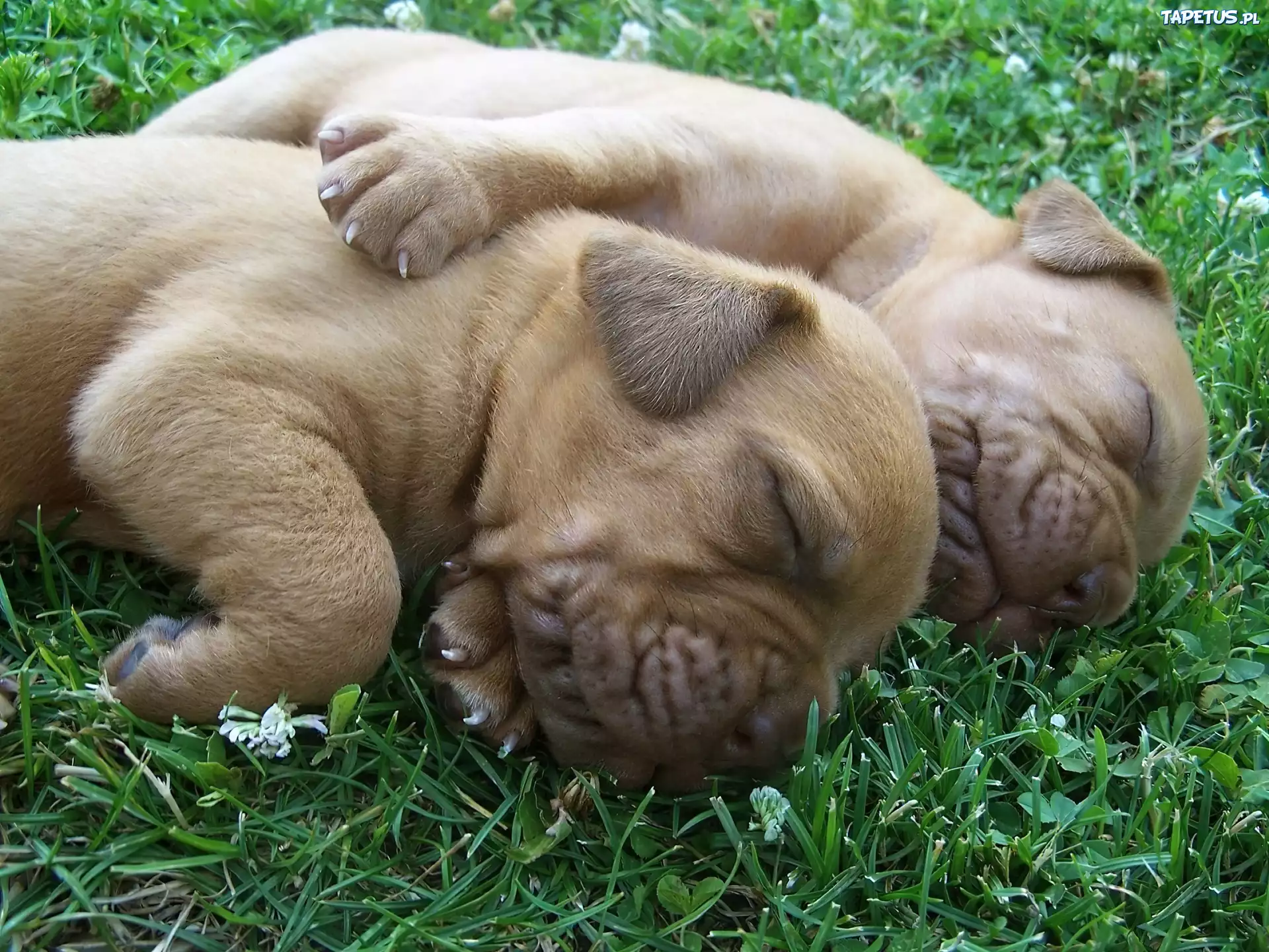 Dwa, Szczeniaczki, Trawa, Dog de Bordeaux