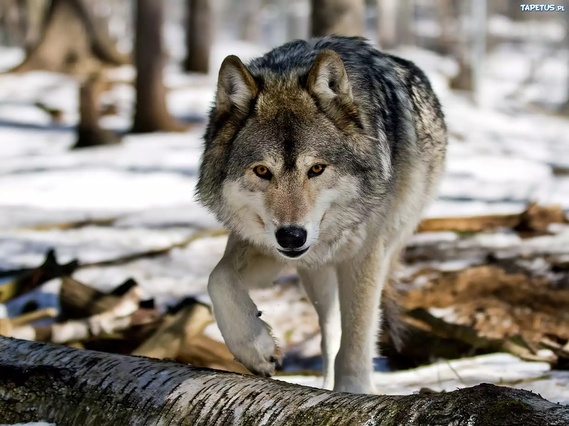 Волк евразии. Макензенский волк. Волк обыкновенный (canis Lupus). Среднерусский Лесной волк. Сибирский волк.