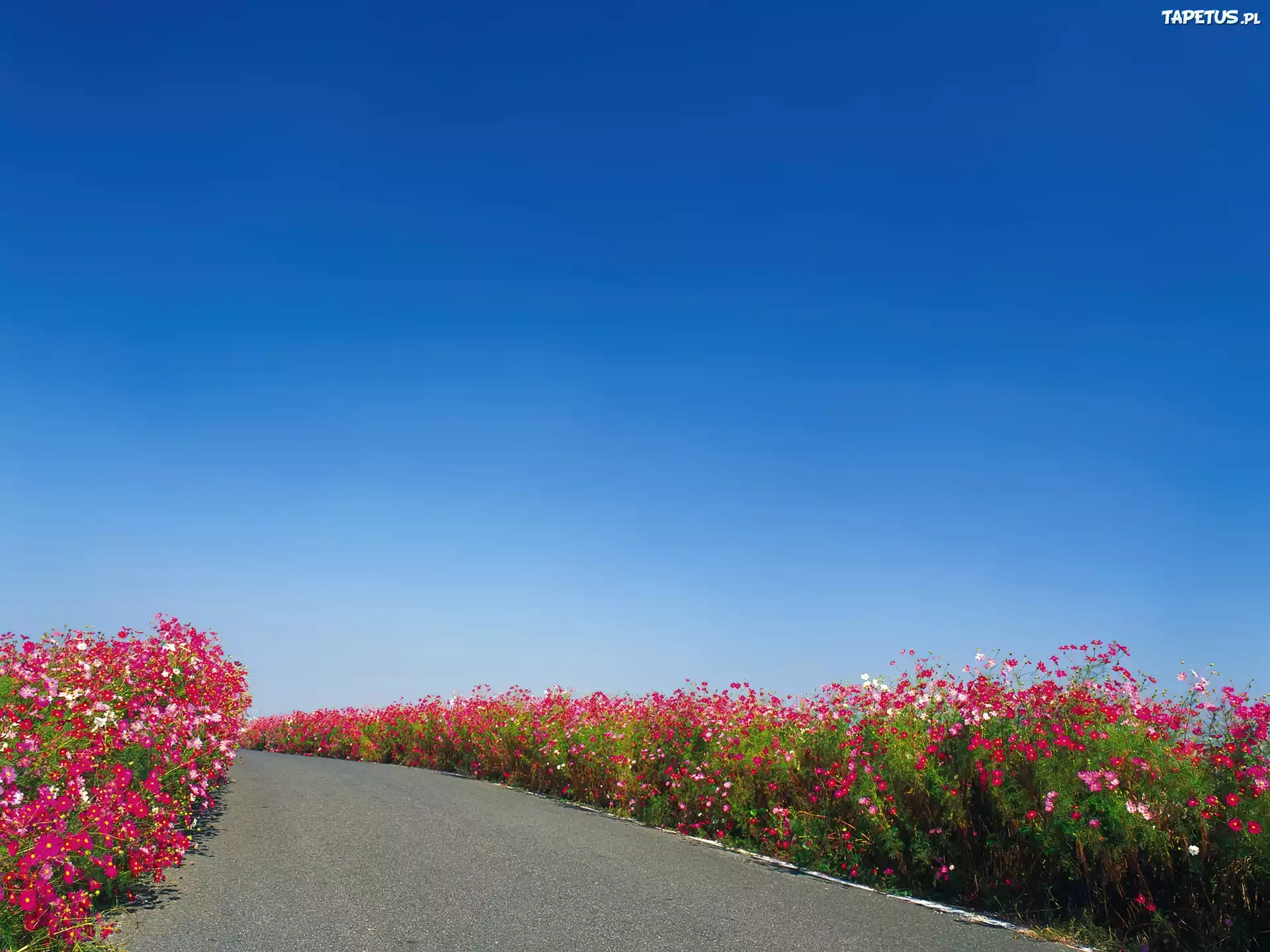 Вырасти у дороги. Цветы вдоль дороги. Цветы и небо. Вдоль дороги цветы растут. Дорога в цветах.