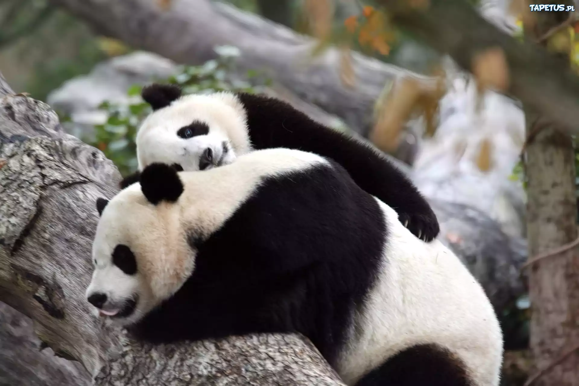 Dwa, Misie, Panda