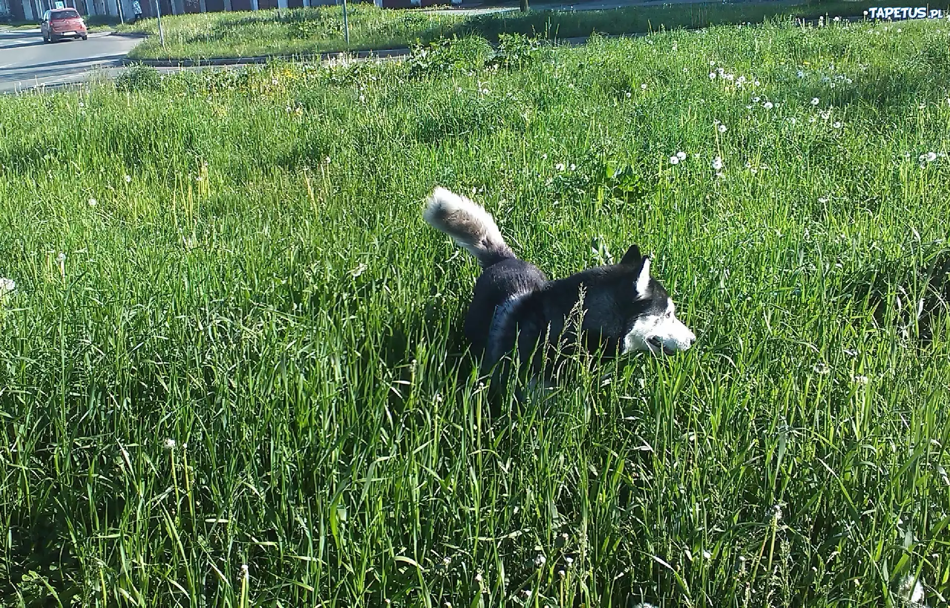 Pies, Husky, Trawa