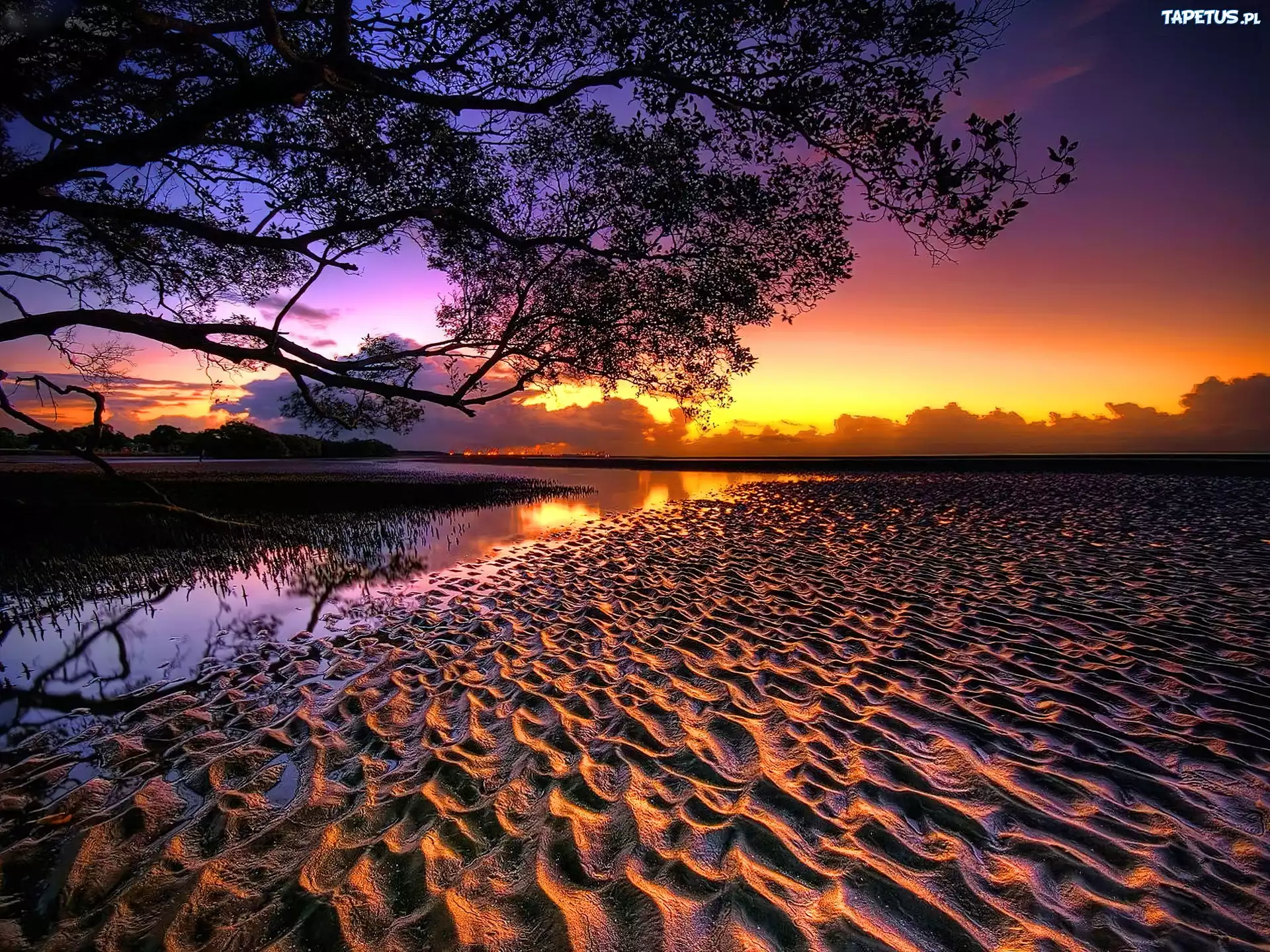 Zachód, Słońca, Drzewo, Plaża