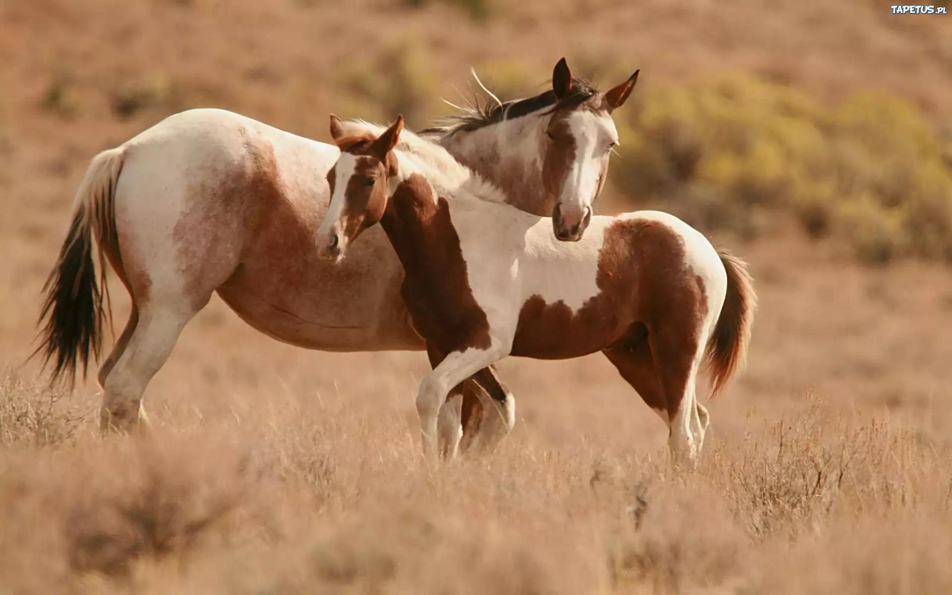 Красивая коричнево-белая лошадь без смс
