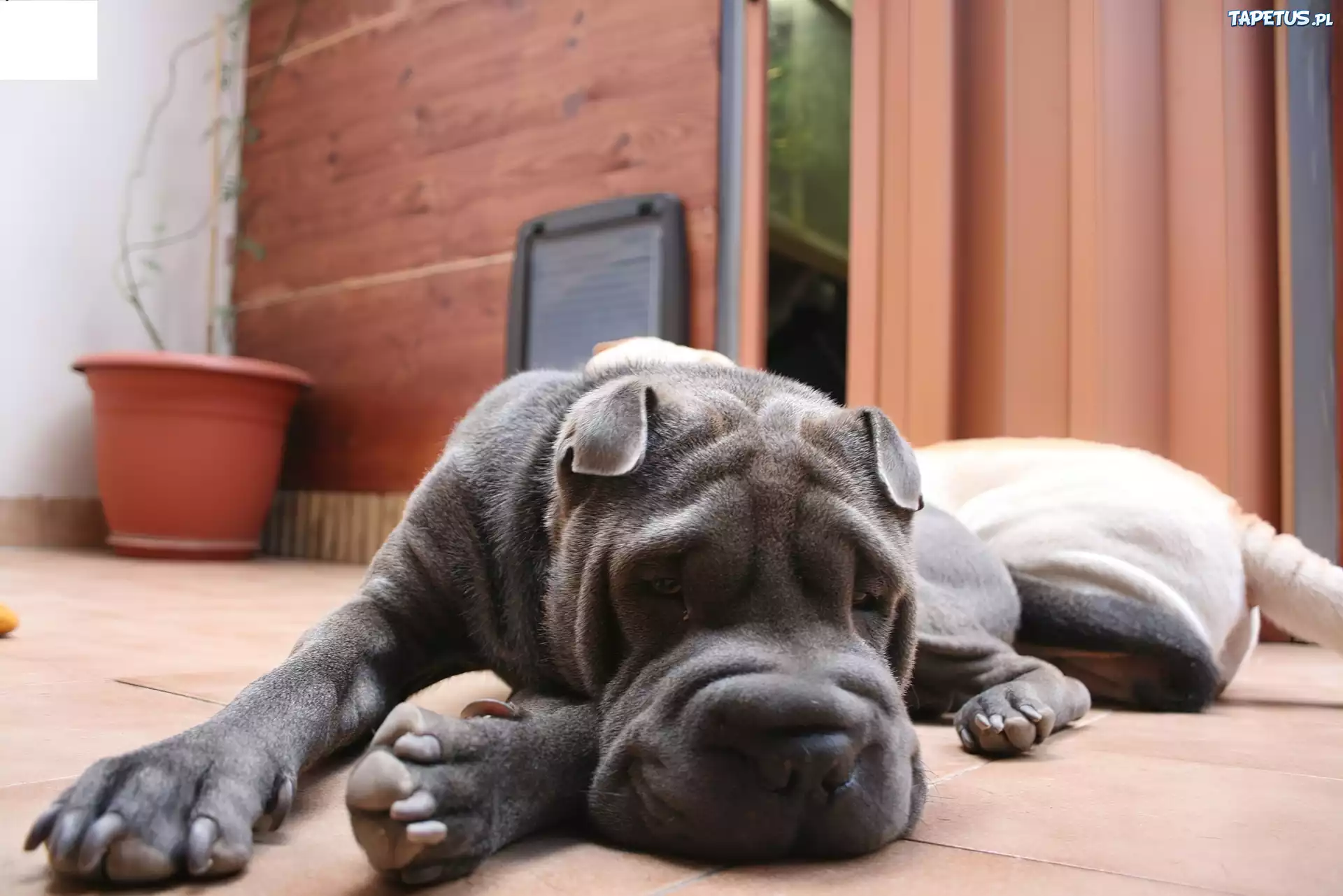 Pies, Shar, Pei, Podłoga