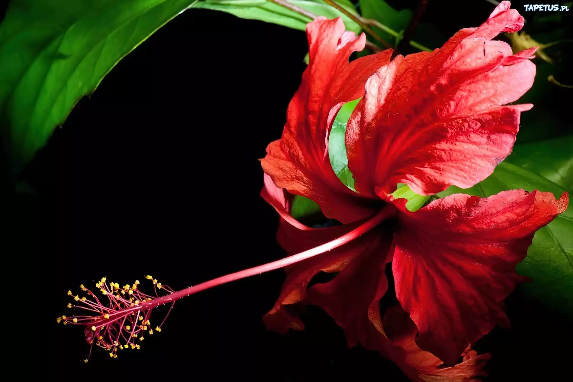 Hibiscus