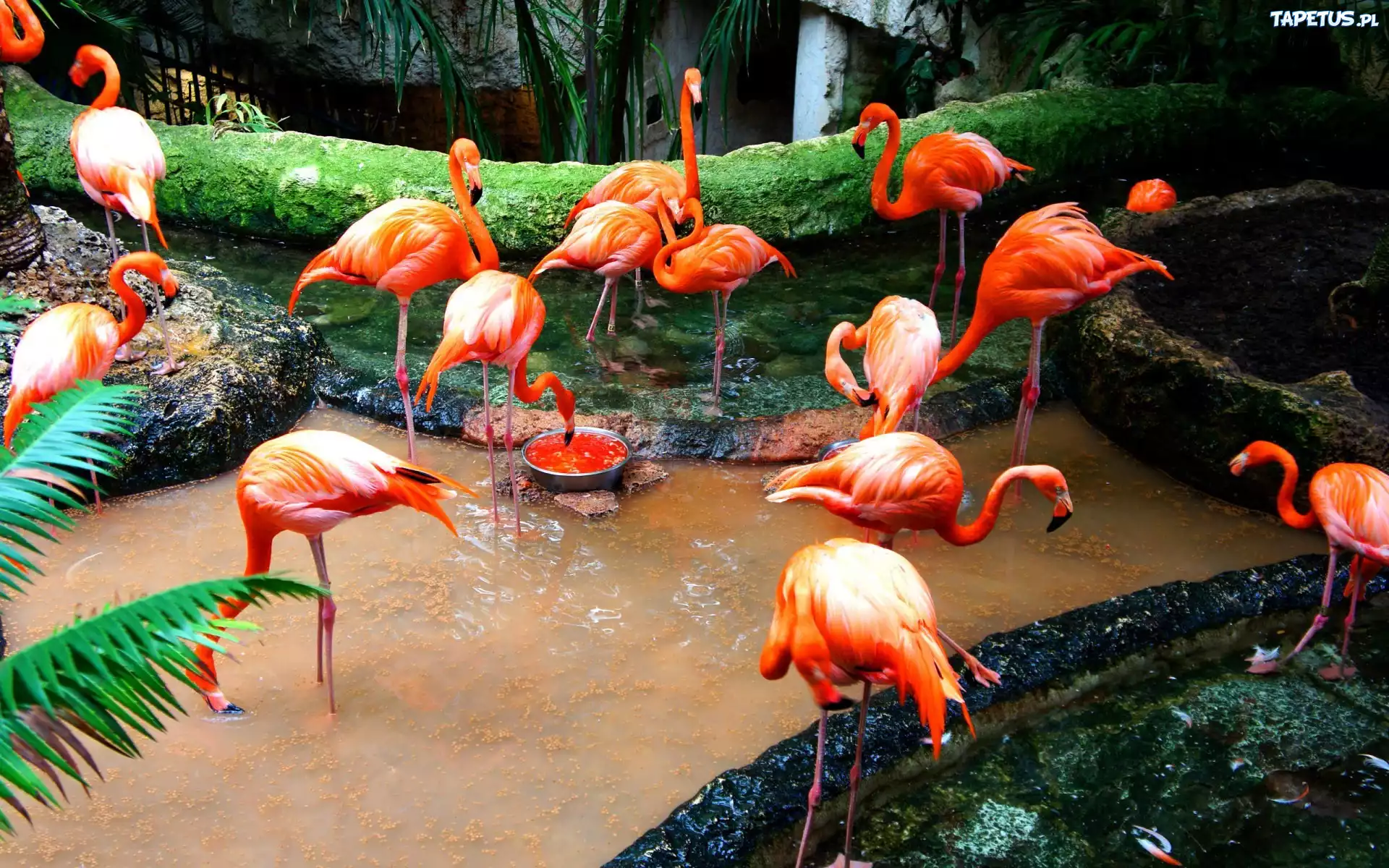 Stado, Flamingi