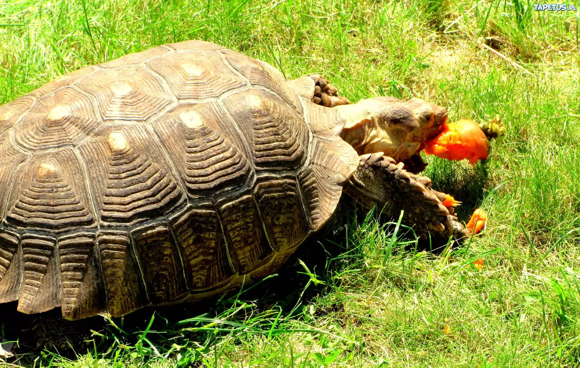 природа черепаха трава животное загрузить