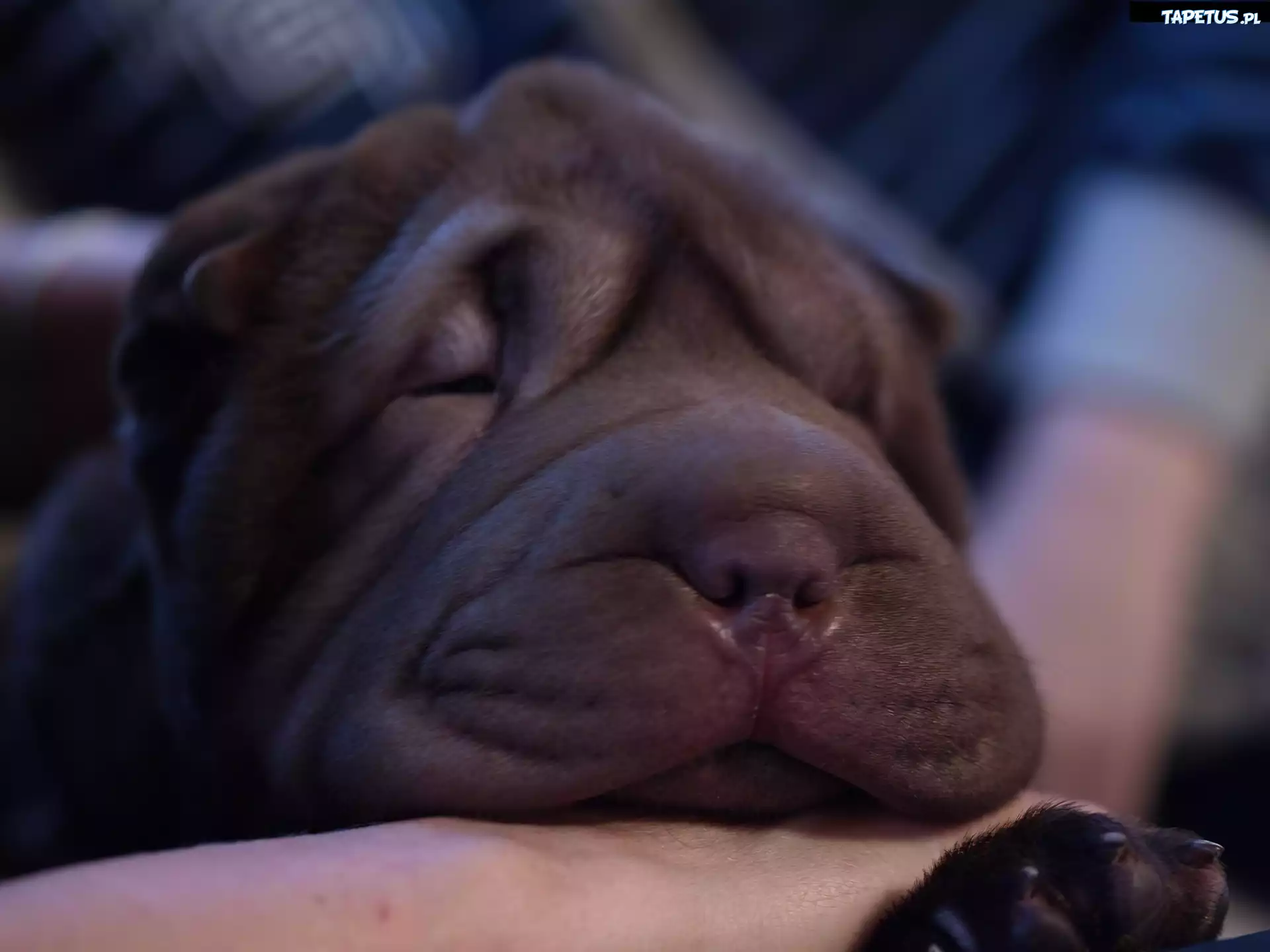 Pies, Mordka, Shar, Pei