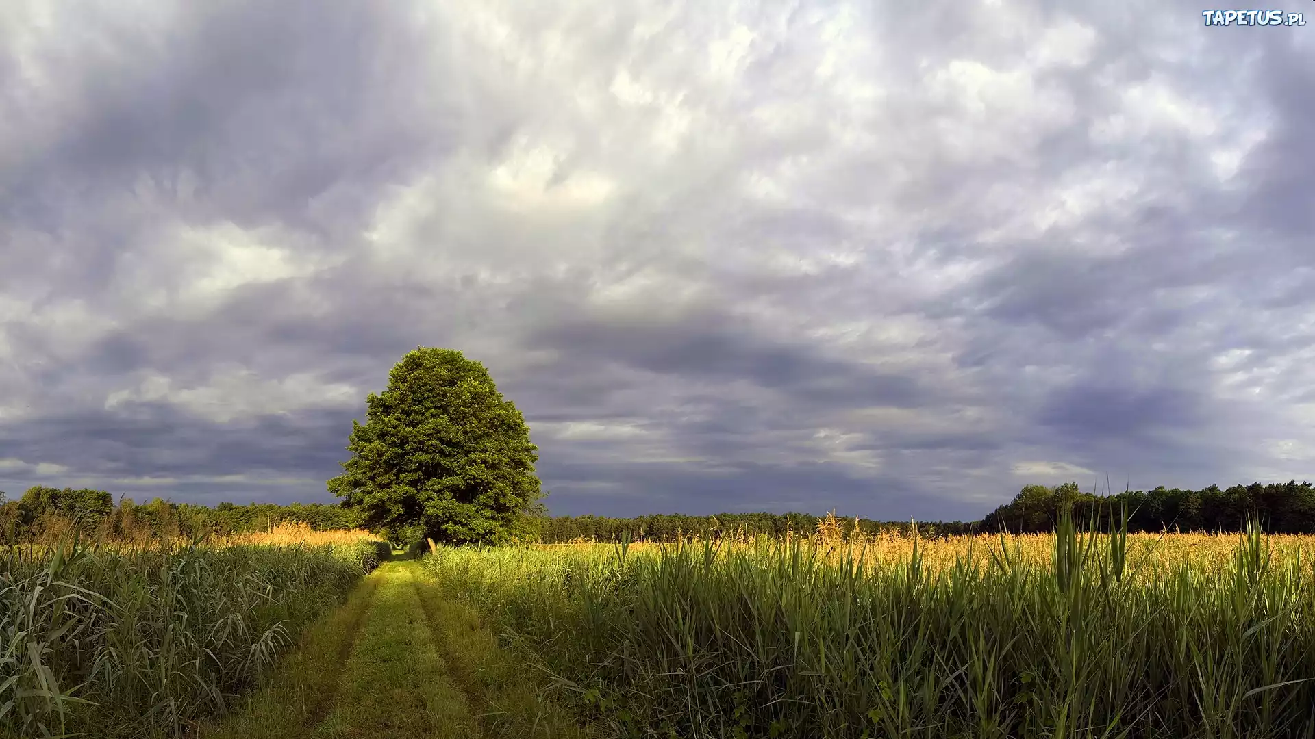 природа деревья трава поле горизонт nature trees grass field horizon загрузить