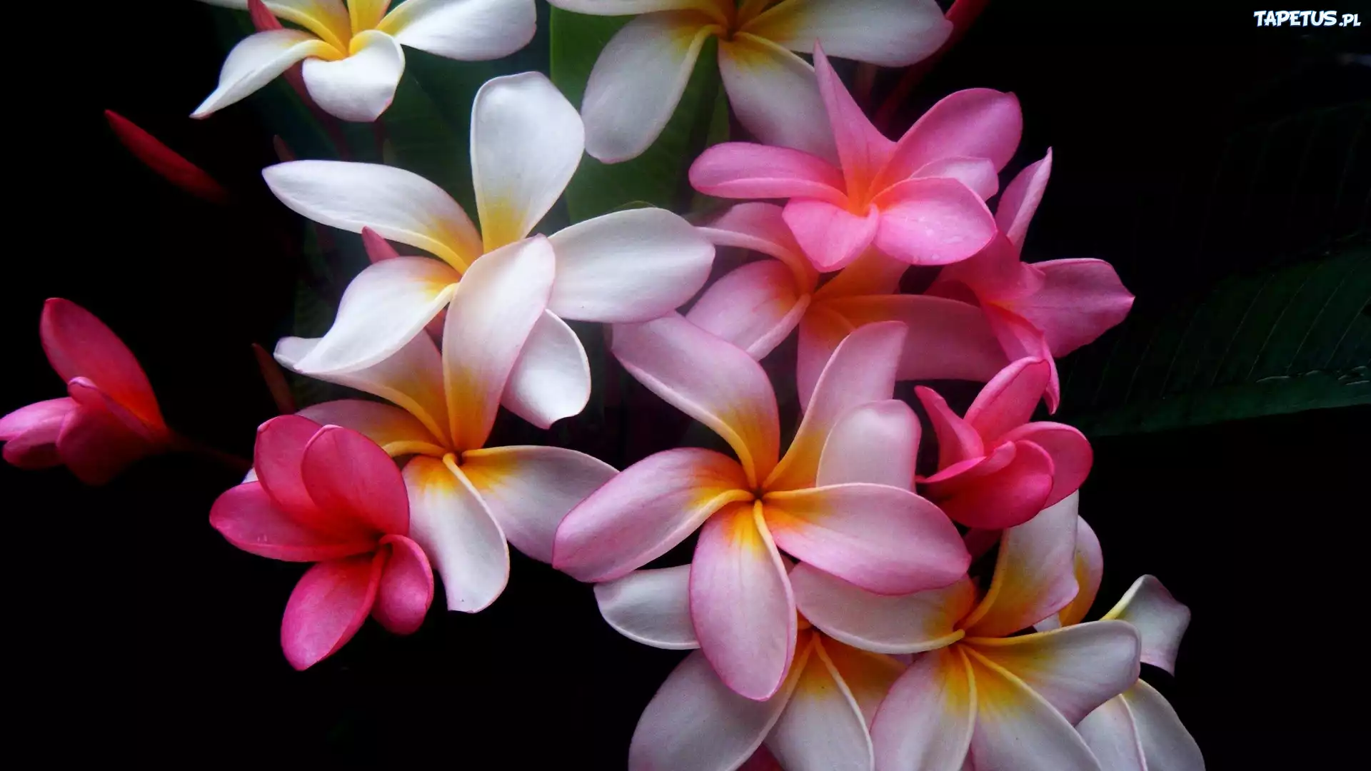 Kwiat, Plumeria