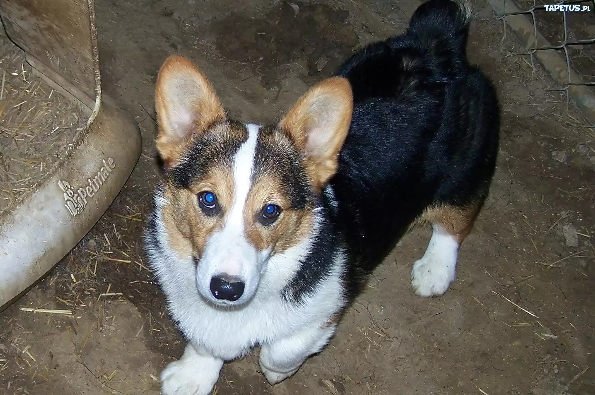 Welsh corgi pembroke, czarne, podpalane, umaszczenie