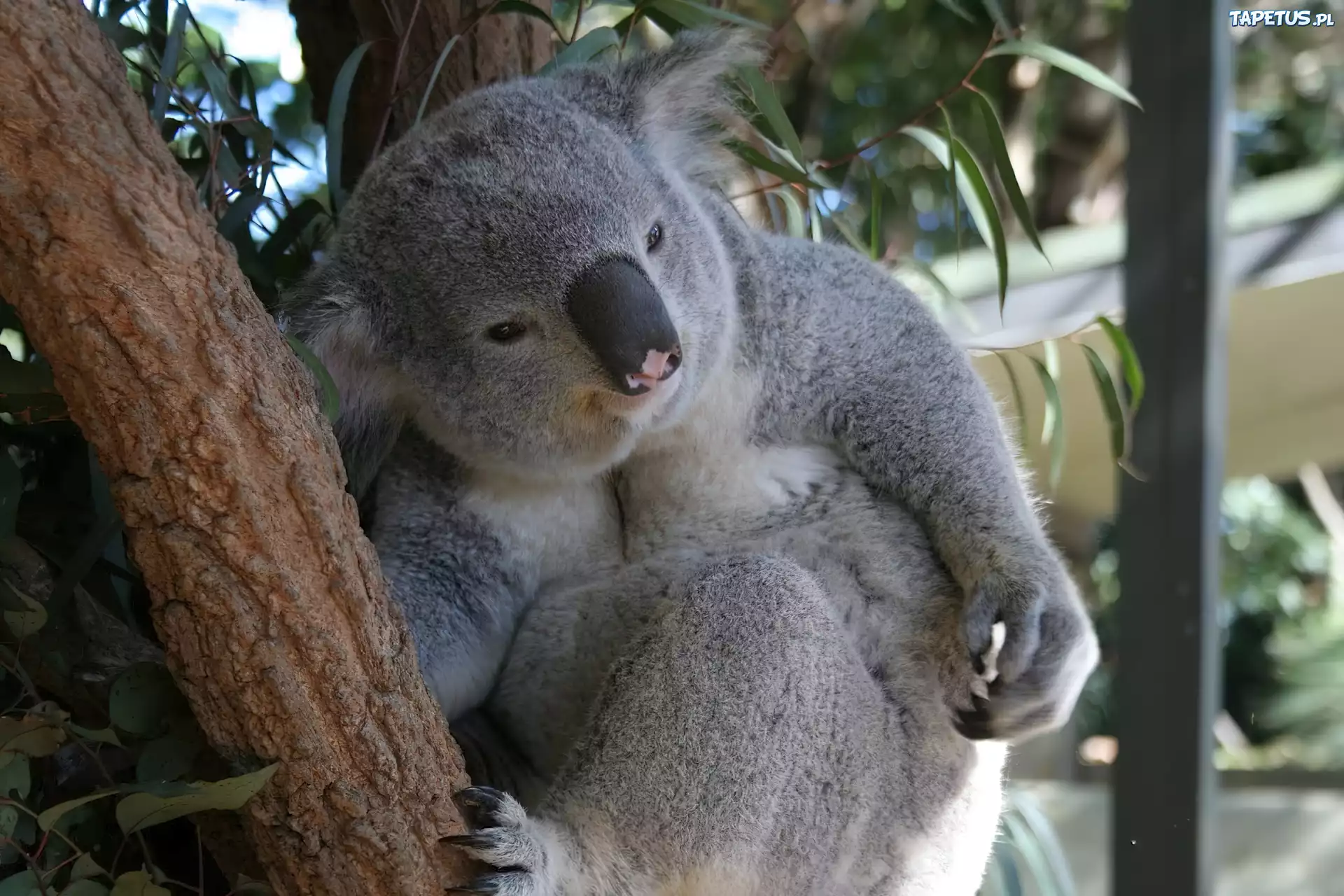 Koala, Łapka, Drzewo
