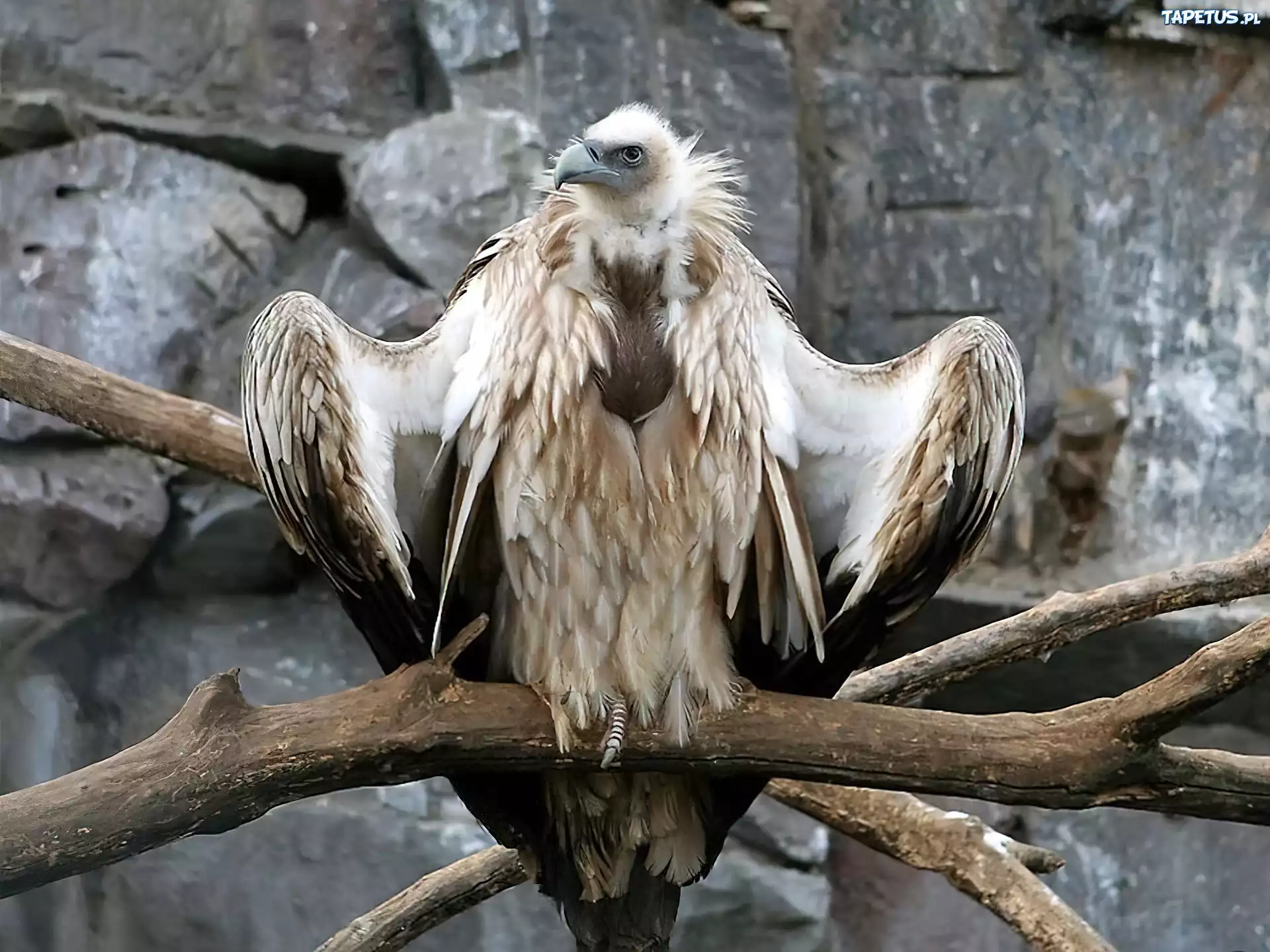 Sęp, Konary, Skały