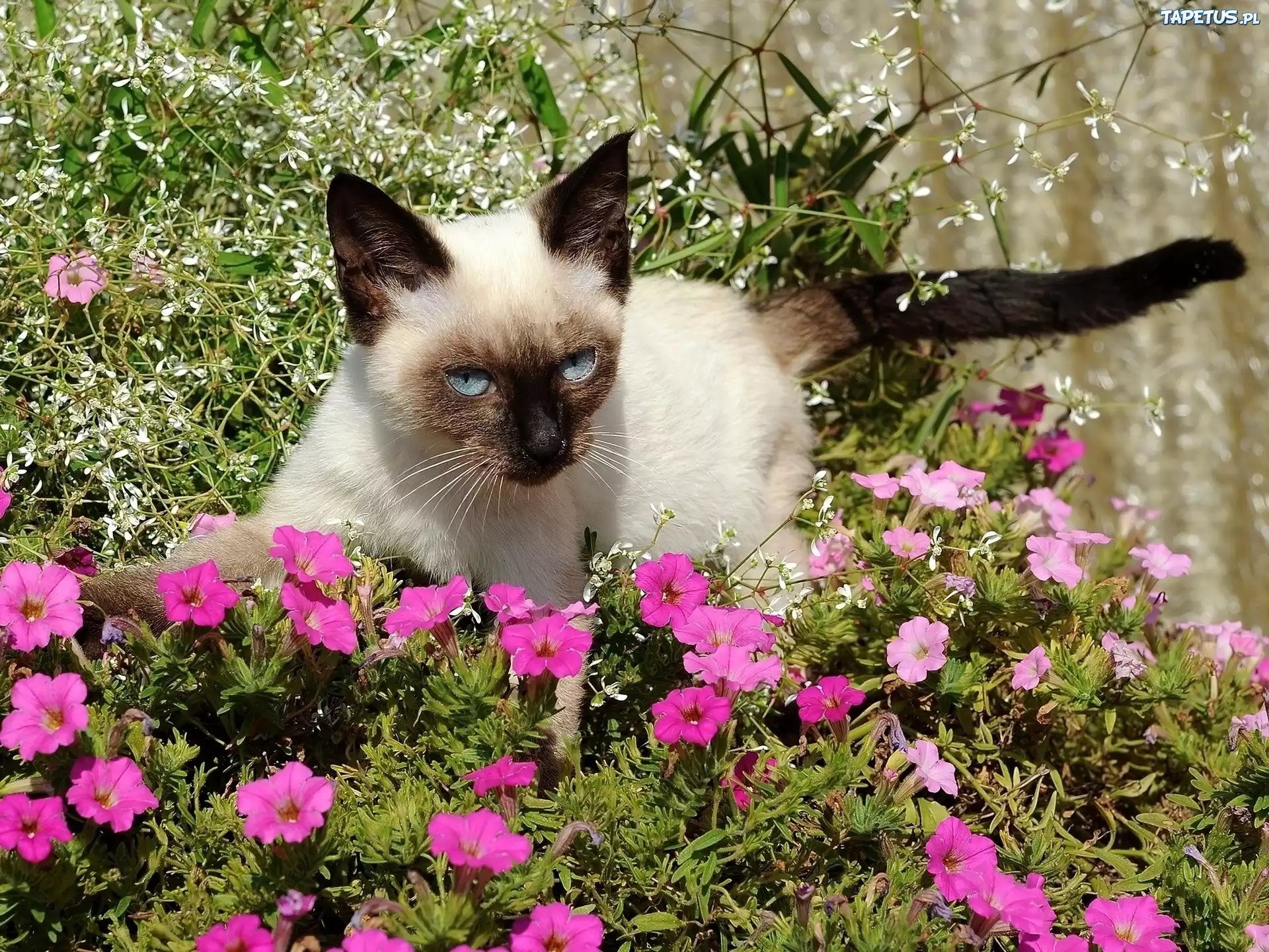 Цвет сиамских кошек