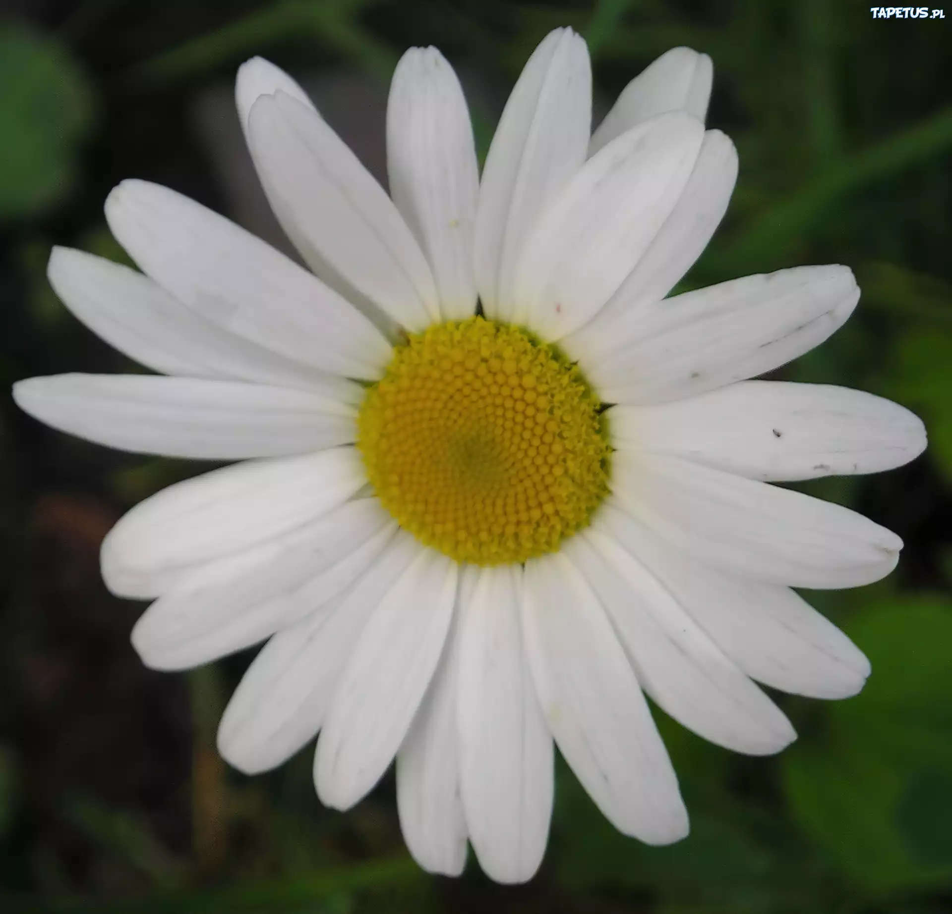 Bellis