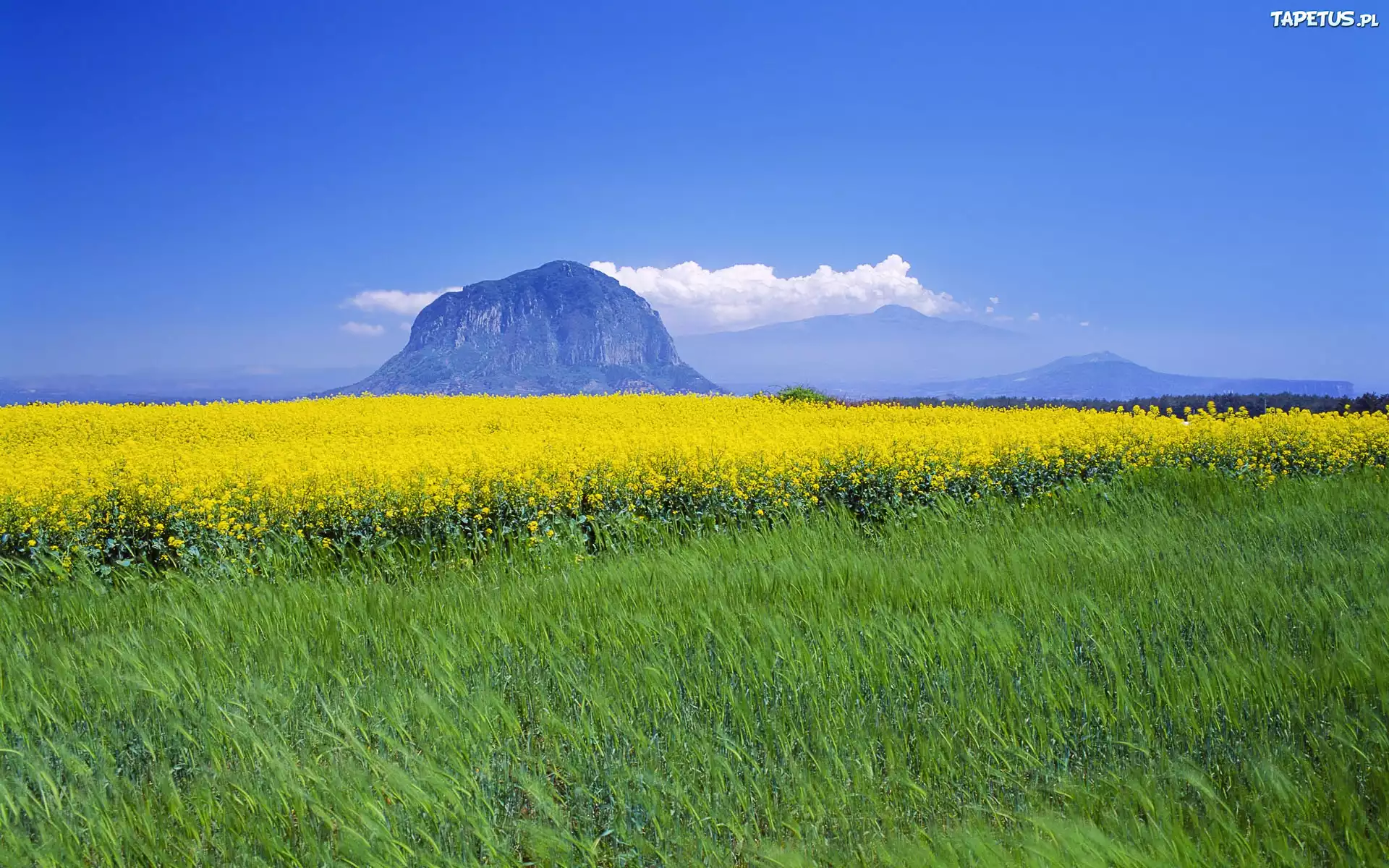 Wyspa, Jeju, Góra, Łąka, Żółte, Kwiaty