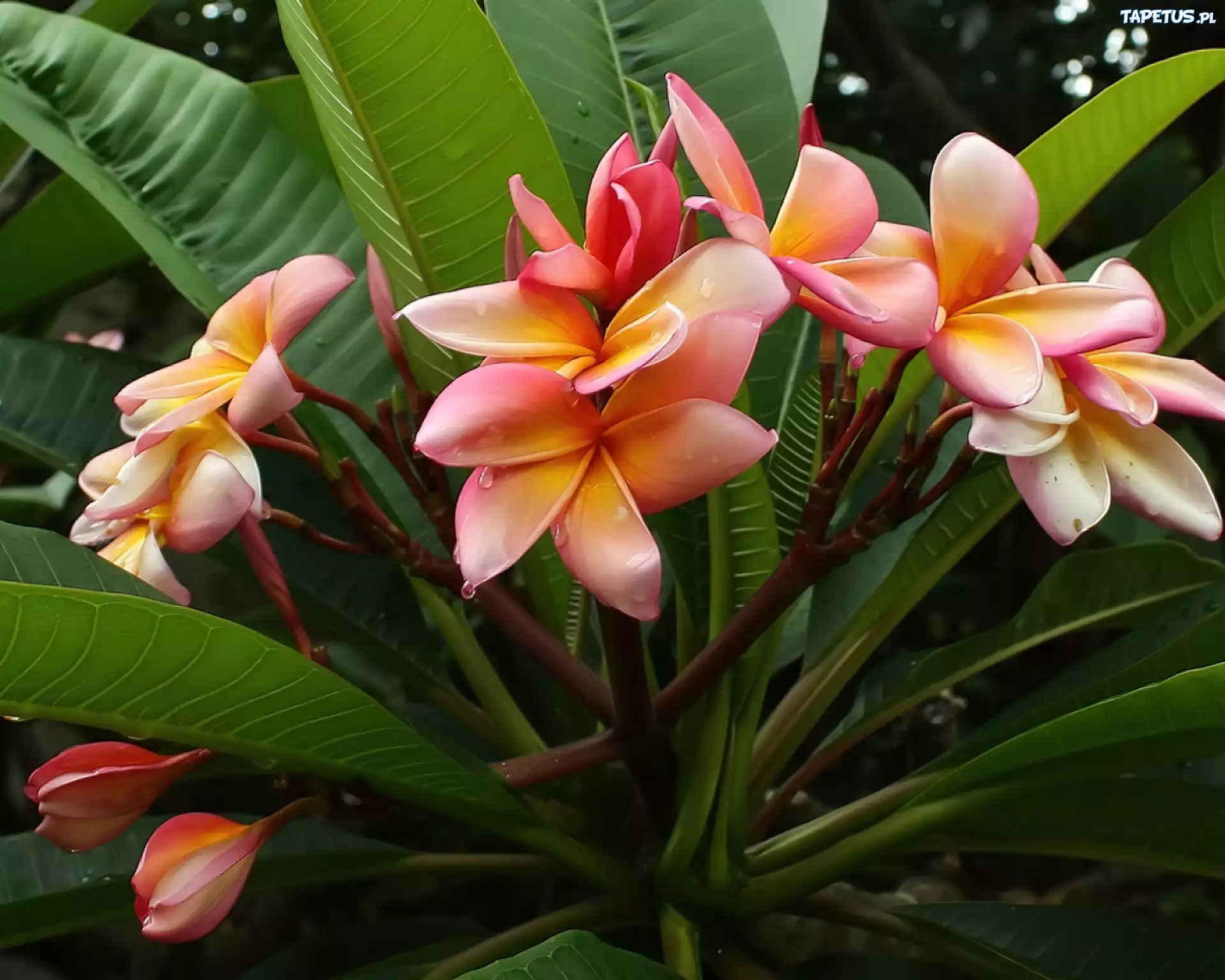 Kwiat, Plumeria