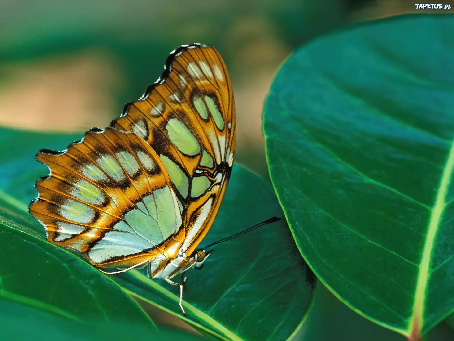 Motyl, liść
