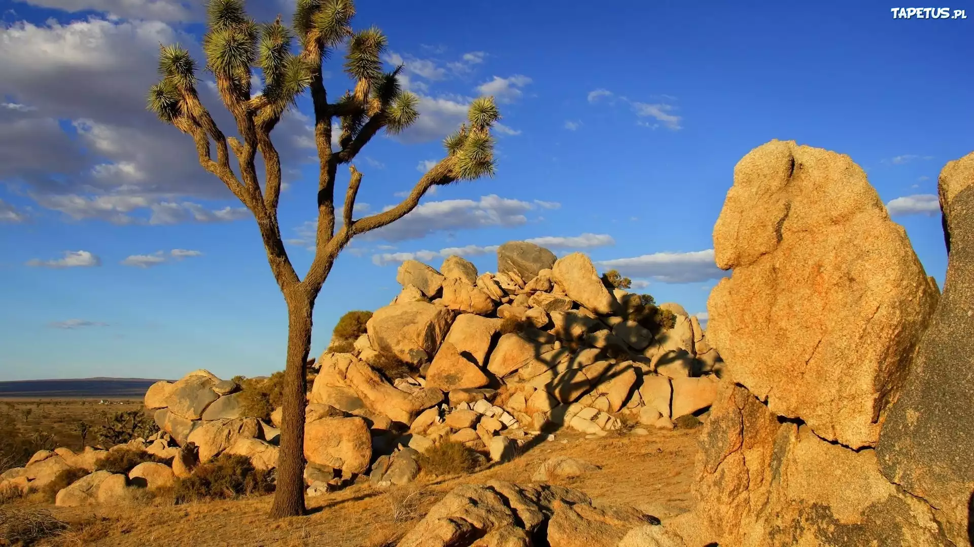 Park, Joshua Tree, Drzewo, Kamienie