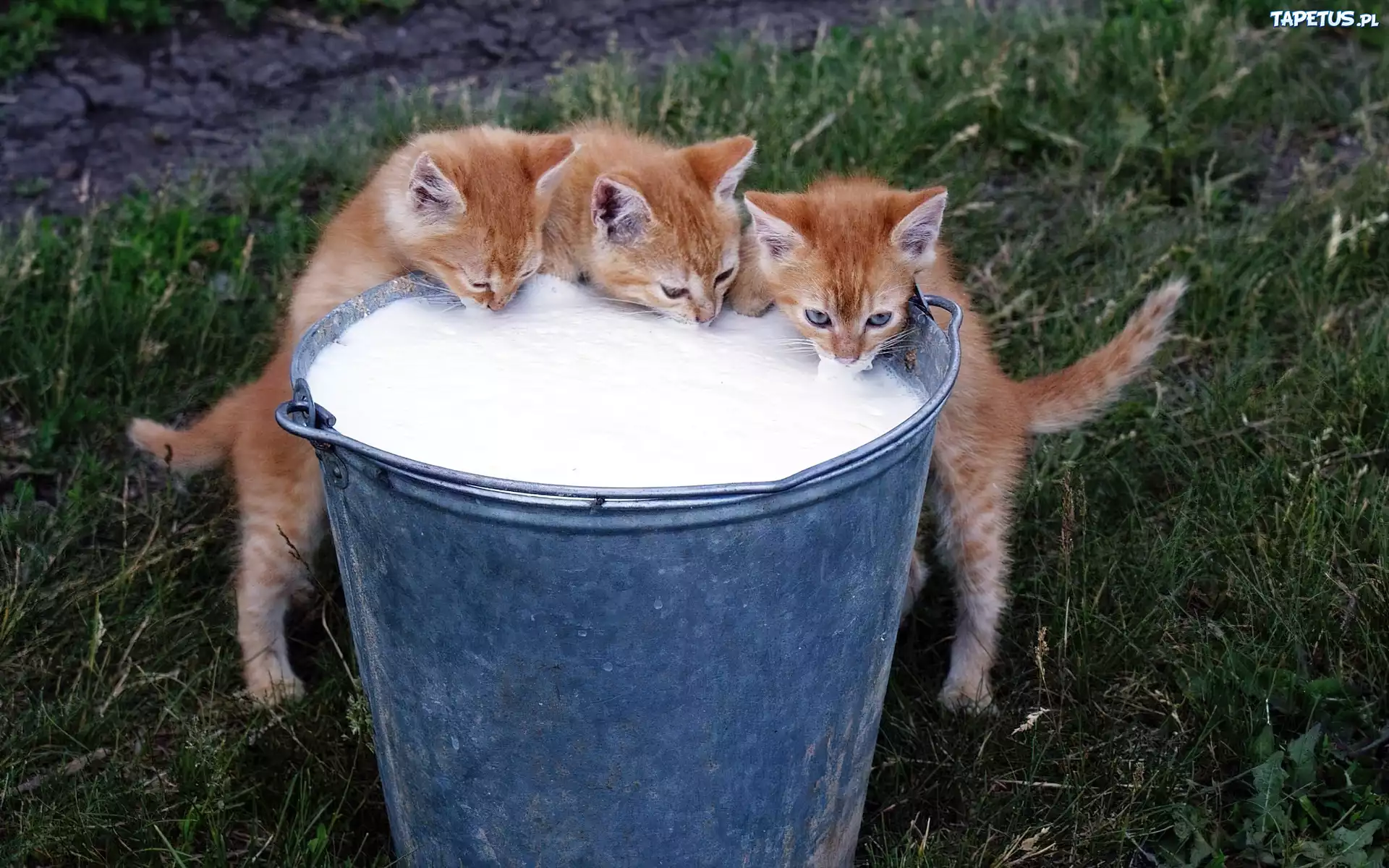 Trzy, Kotki, Wiadro, Mleko
