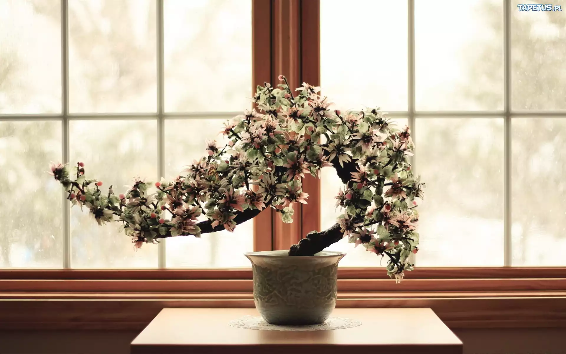 Drzewko, Bonsai, Doniczka, Okno